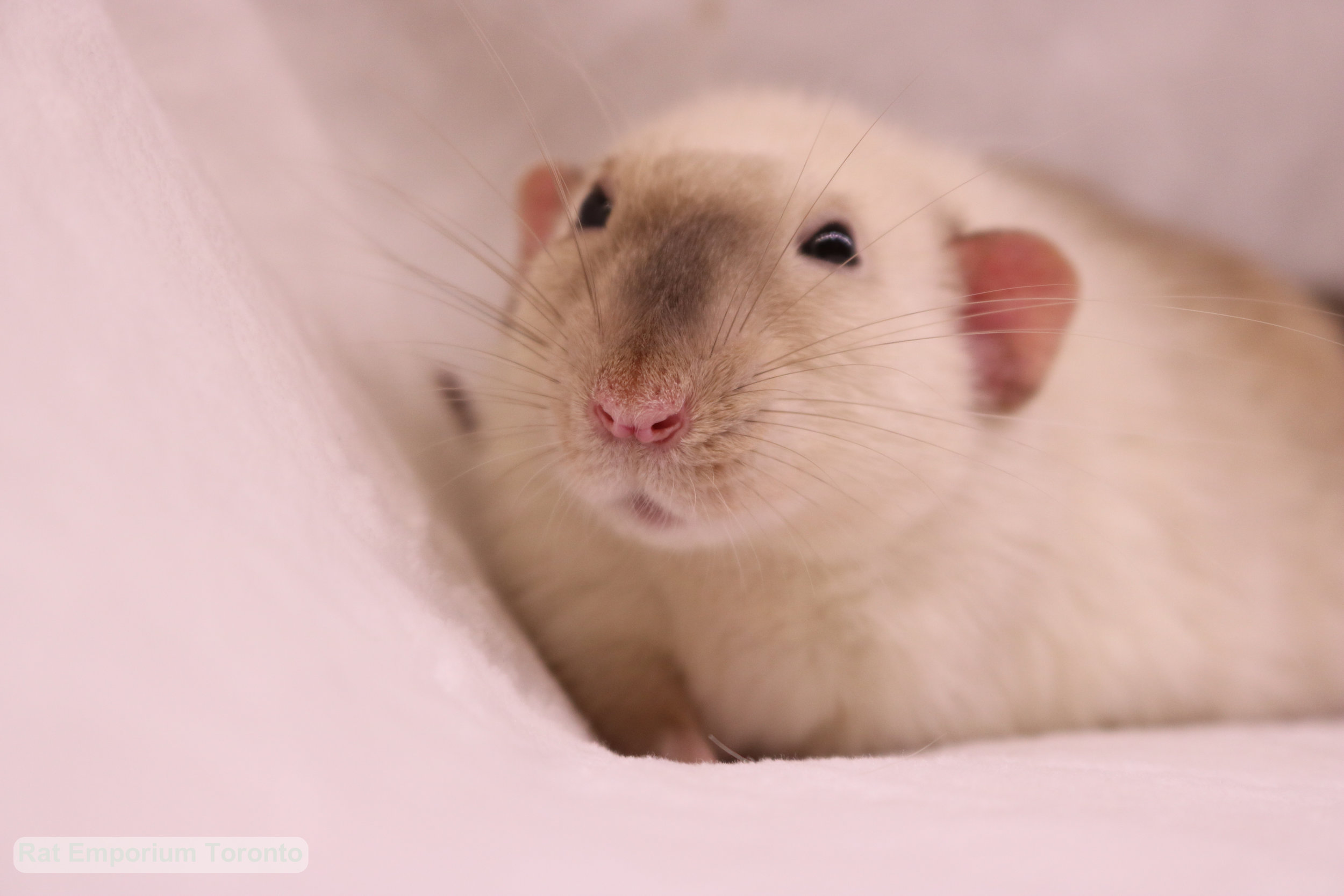 Siamese dumbo rat - black eyed siamese - born and raised at the Rat Emporium Toronto - rat breeder Toronto - adopt pet rats - learn about rats