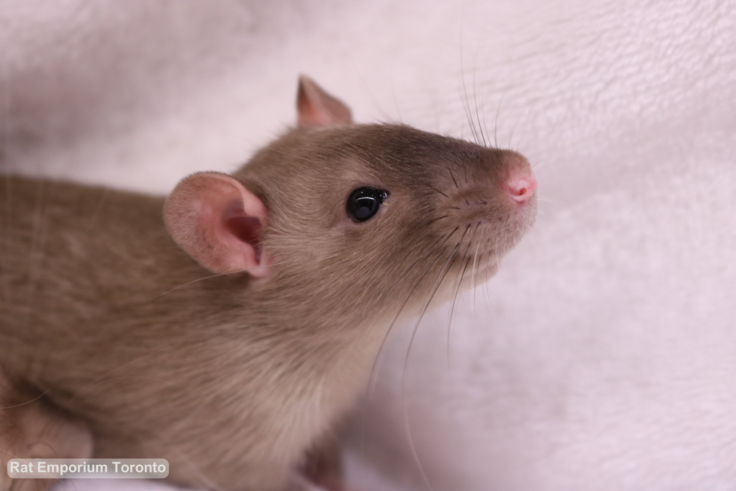 top eared sable rat - black eyed sable rat - born and raised at the Rat Emporium Toronto - rat breeder Toronto - adopt pet rats - learn about rats