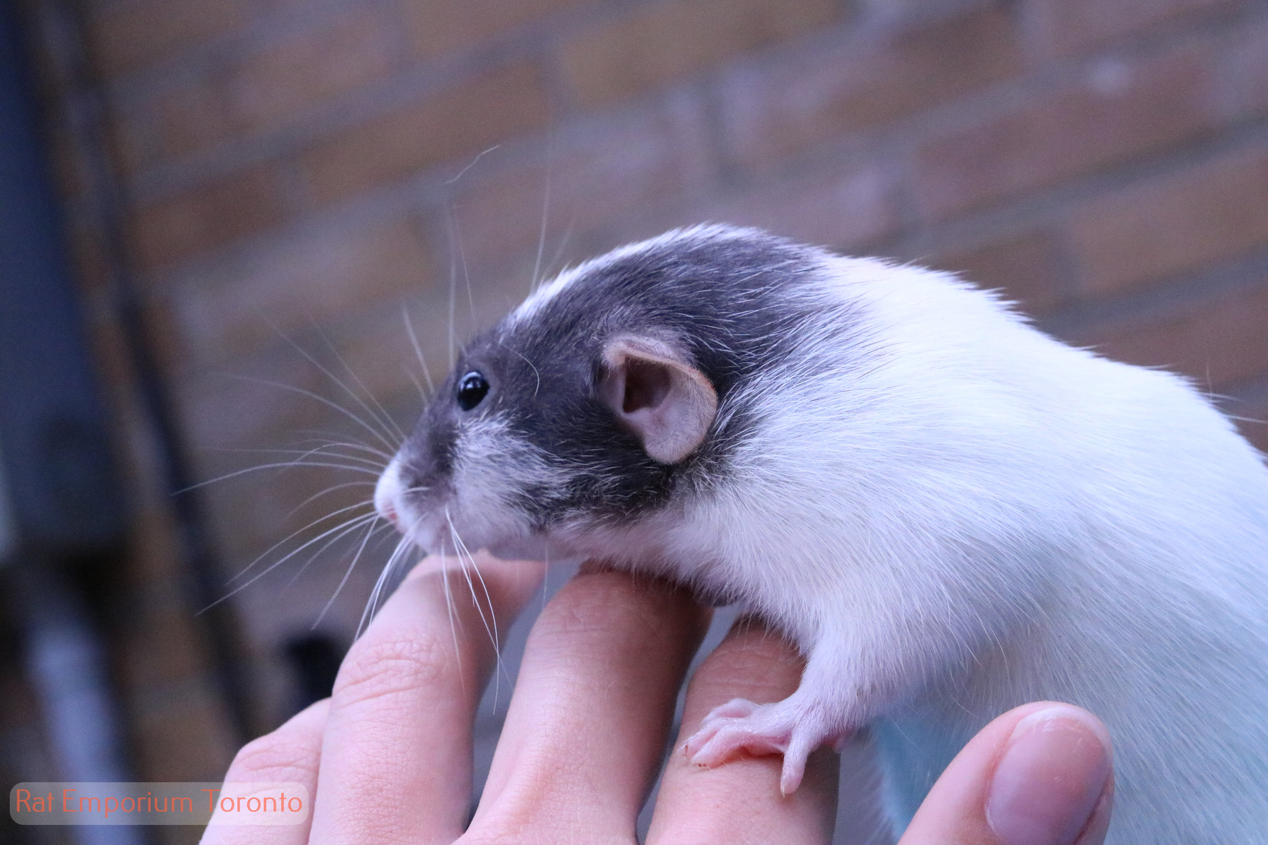 black dumbo rat - born and raised at the Rat Emporium Toronto - rat breeder Toronto - adopt pet rats - learn about rats