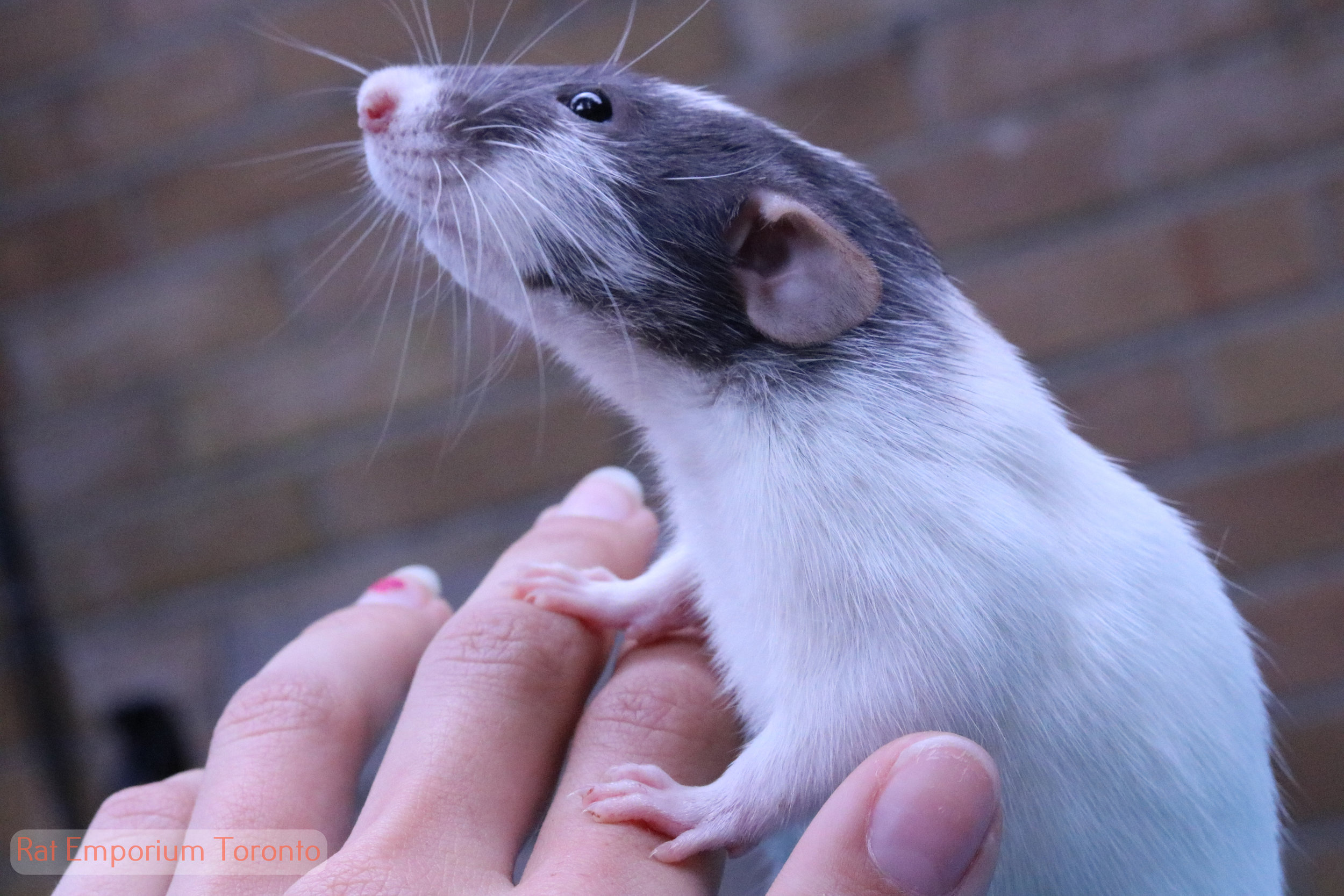 black dumbo rat - born and raised at the Rat Emporium Toronto - rat breeder Toronto - adopt pet rats - learn about rats