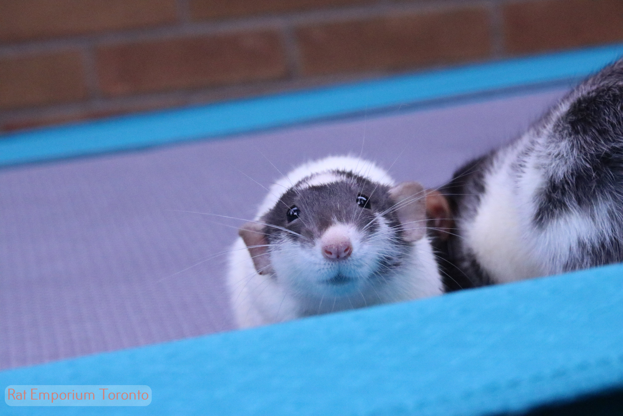 black dumbo rat - born and raised at the Rat Emporium Toronto - rat breeder Toronto - adopt pet rats - learn about rats