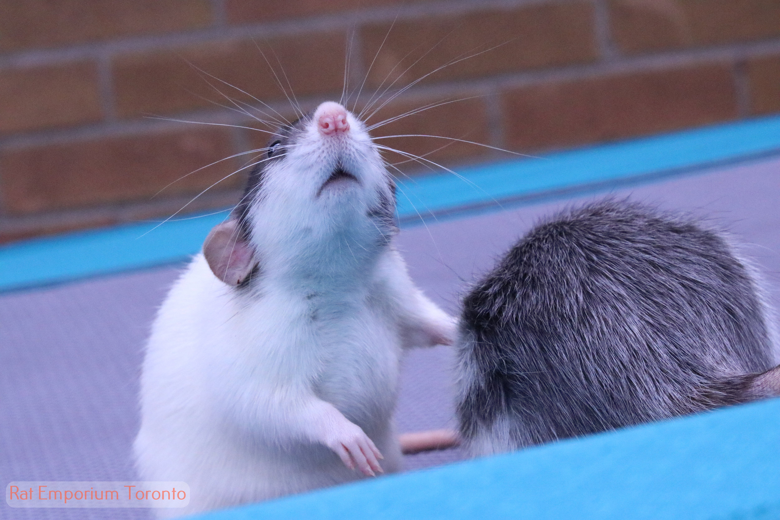 black dumbo rat - born and raised at the Rat Emporium Toronto - rat breeder Toronto - adopt pet rats - learn about rats