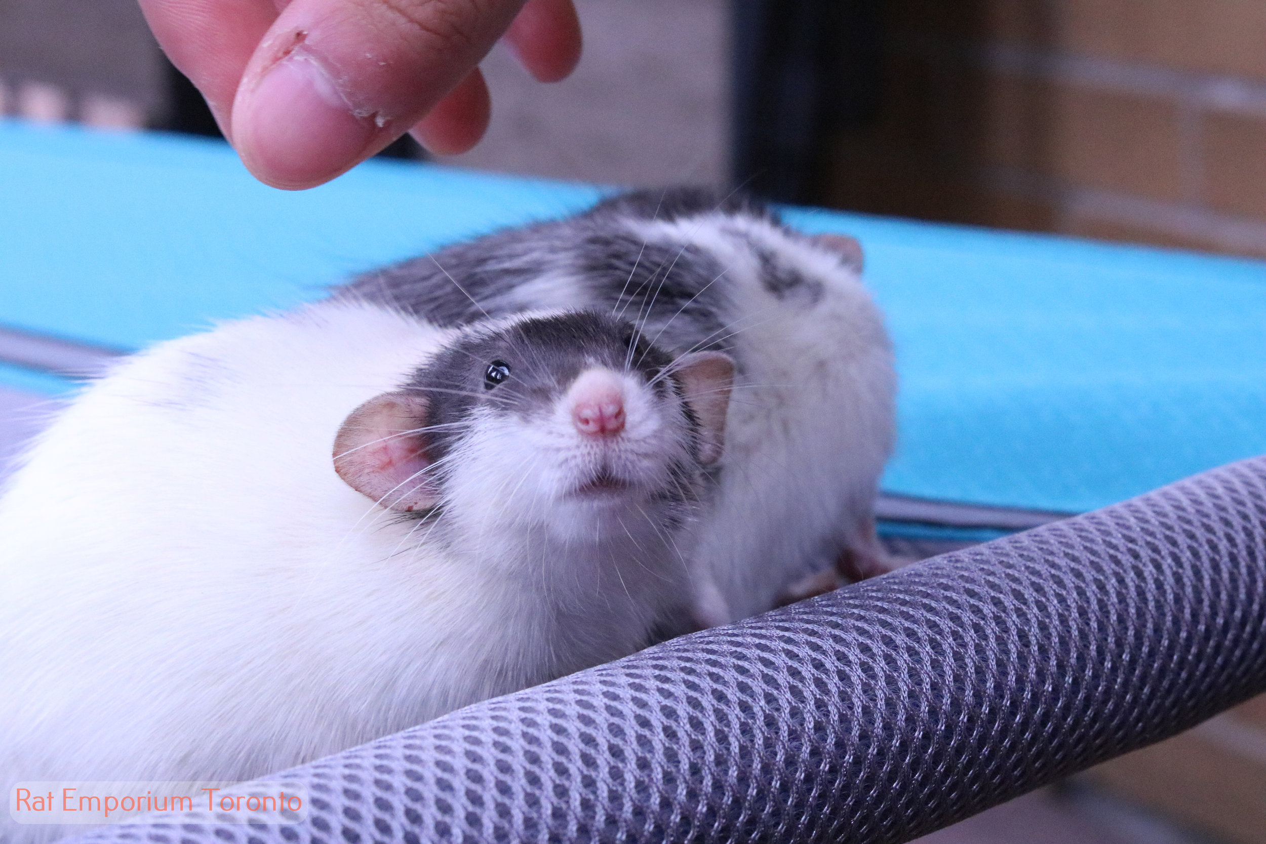 black dumbo rat - born and raised at the Rat Emporium Toronto - rat breeder Toronto - adopt pet rats - learn about rats