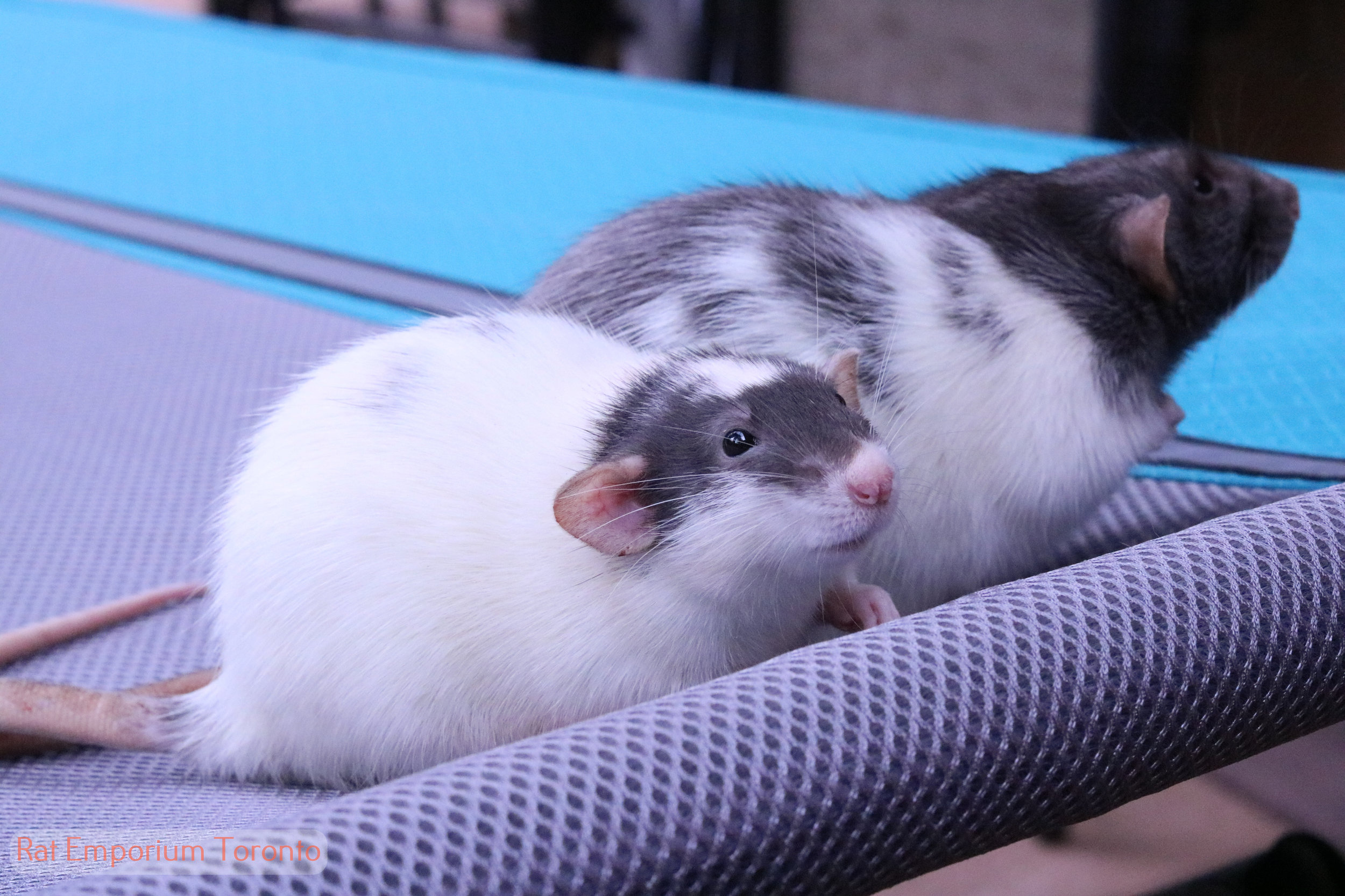 black dumbo rat - born and raised at the Rat Emporium Toronto - rat breeder Toronto - adopt pet rats - learn about rats