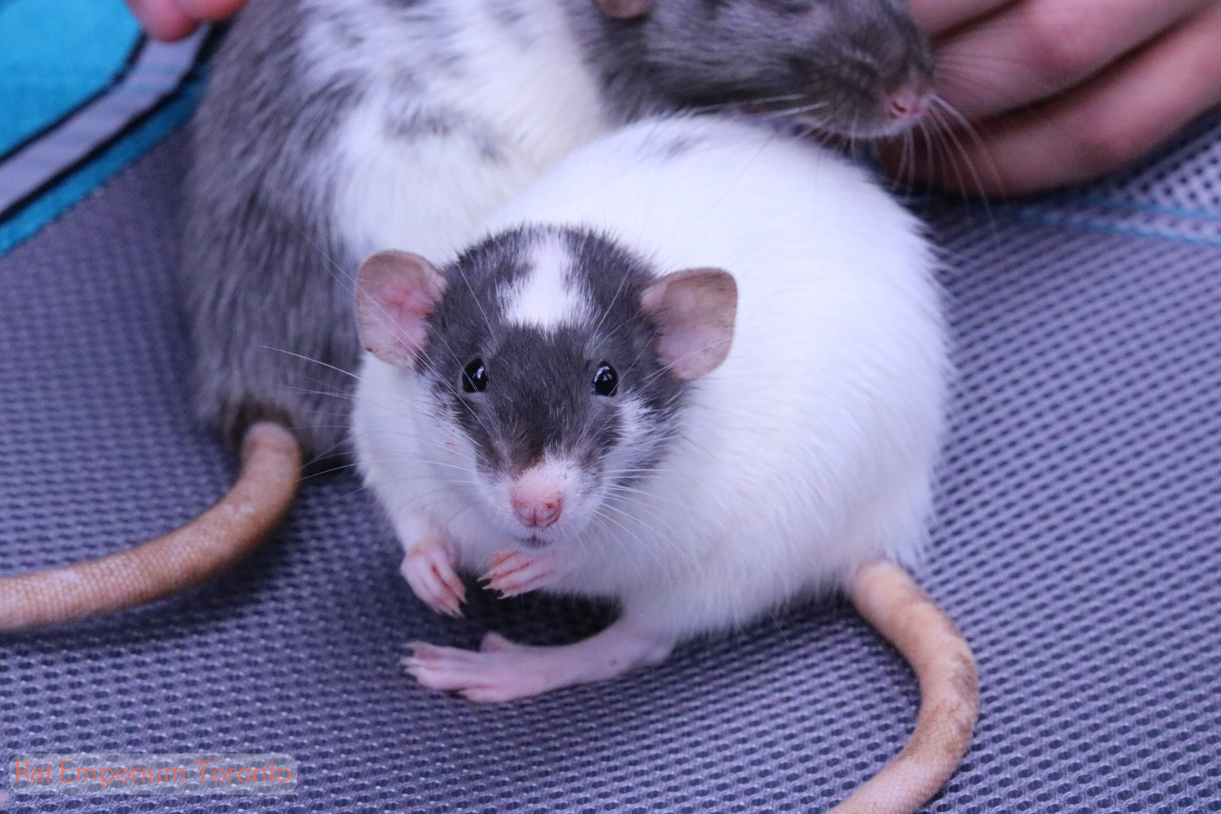 black dumbo rat - born and raised at the Rat Emporium Toronto - rat breeder Toronto - adopt pet rats - learn about rats