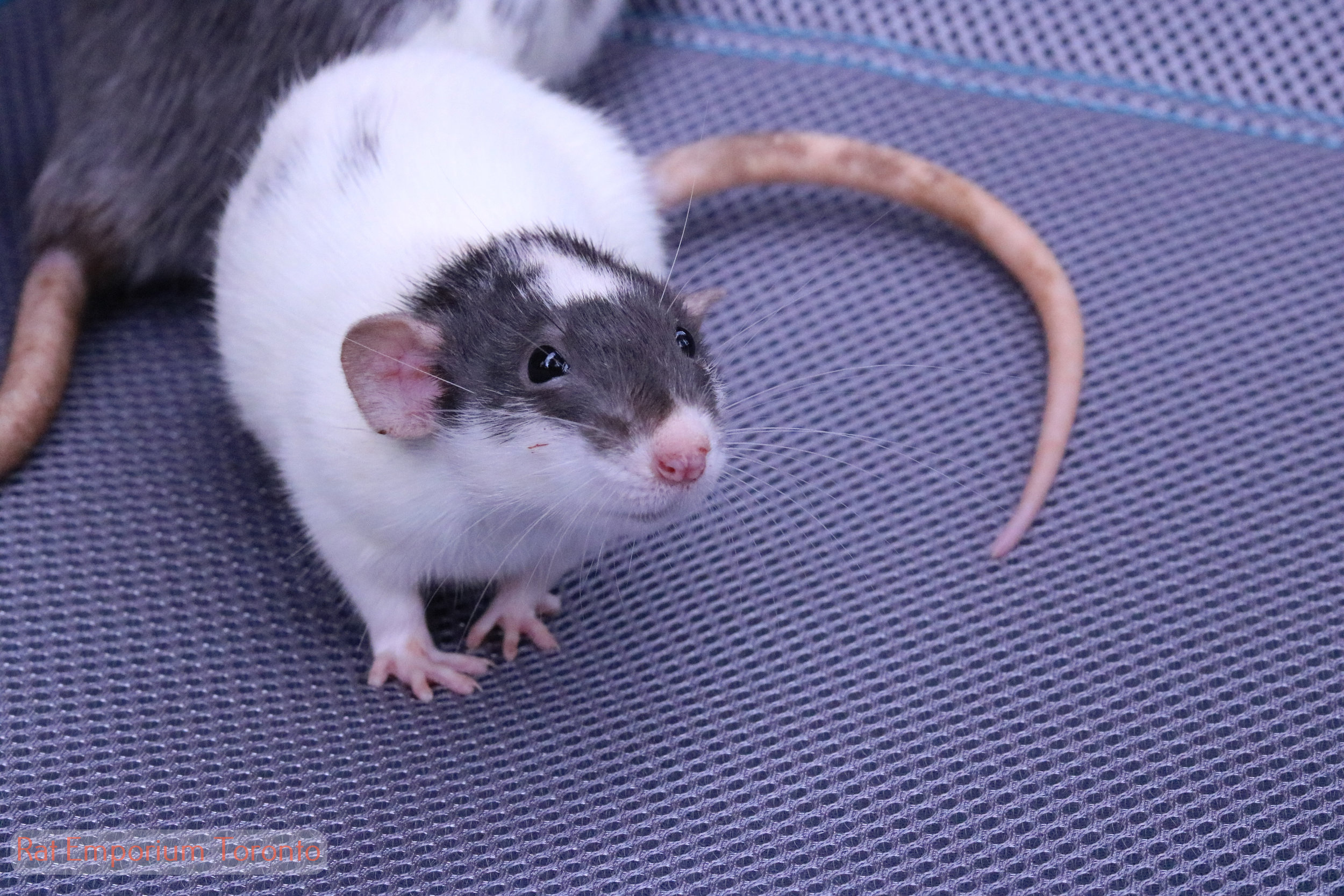 black dumbo rat - born and raised at the Rat Emporium Toronto - rat breeder Toronto - adopt pet rats - learn about rats