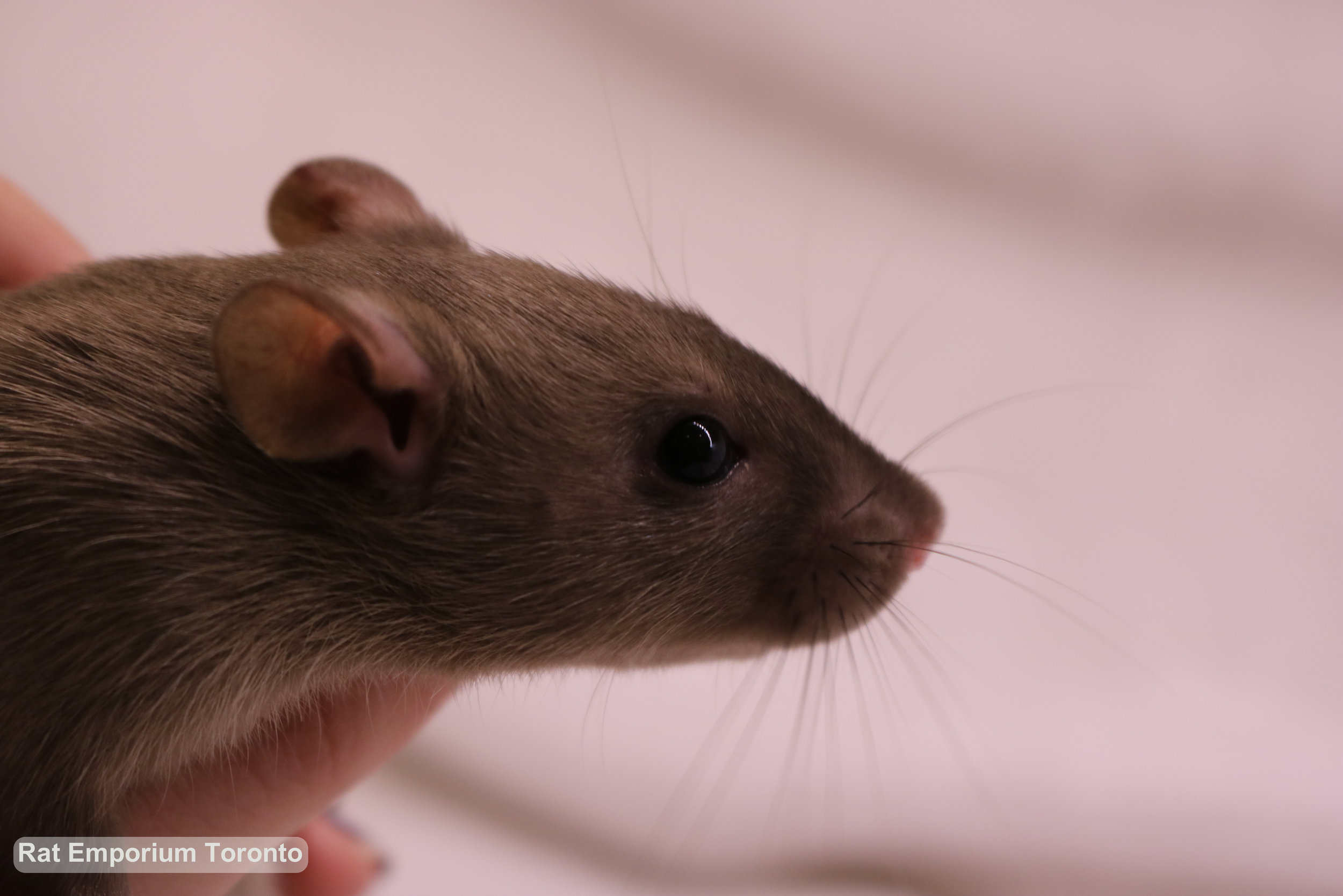black eyed sable rat - born and raised at the Rat Emporium Toronto - rat breeder Toronto - adopt pet rats - learn about rats​​​​​​​