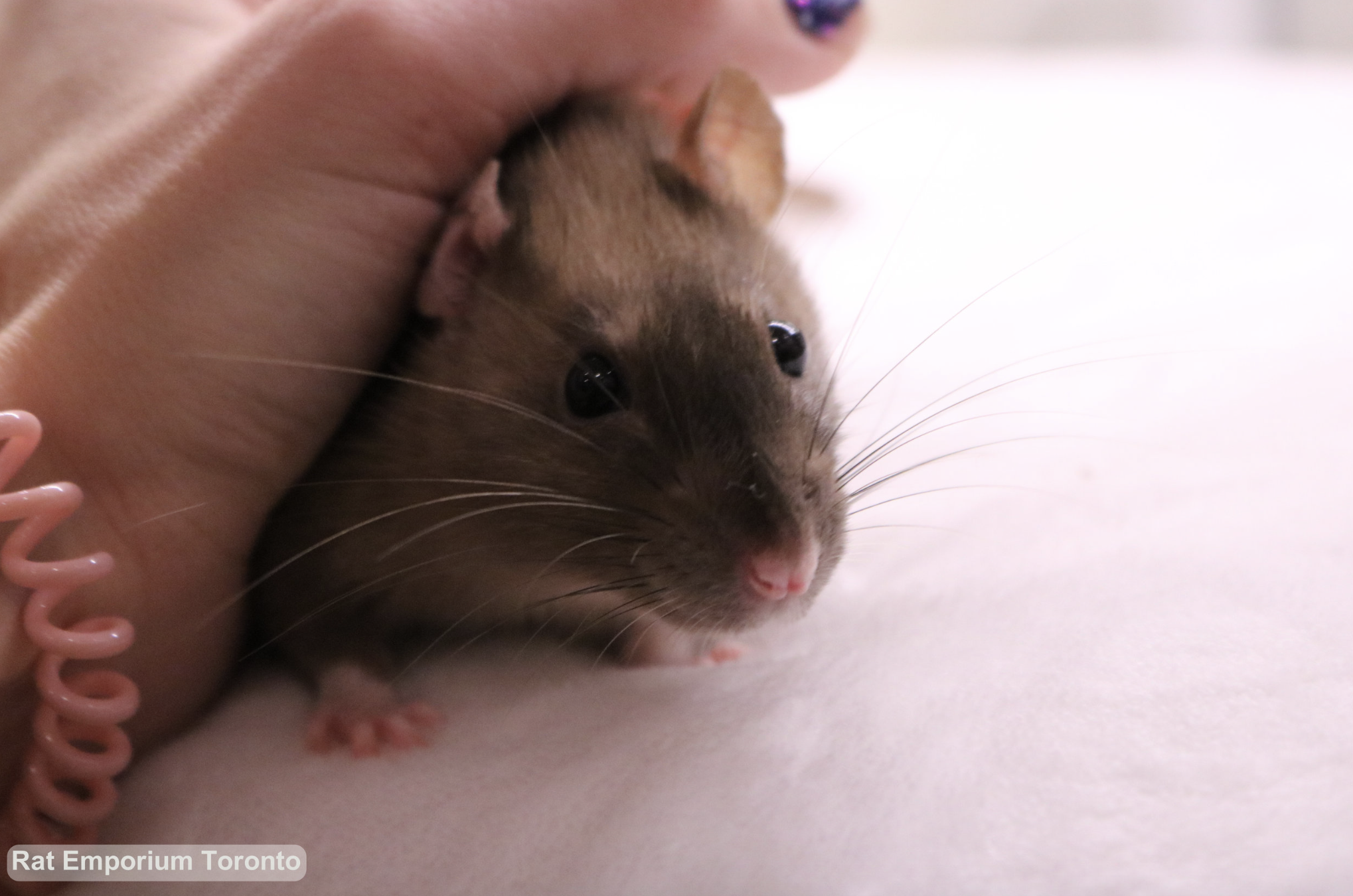 black eyed sable rat - born and raised at the Rat Emporium Toronto - rat breeder Toronto - adopt pet rats - learn about rats