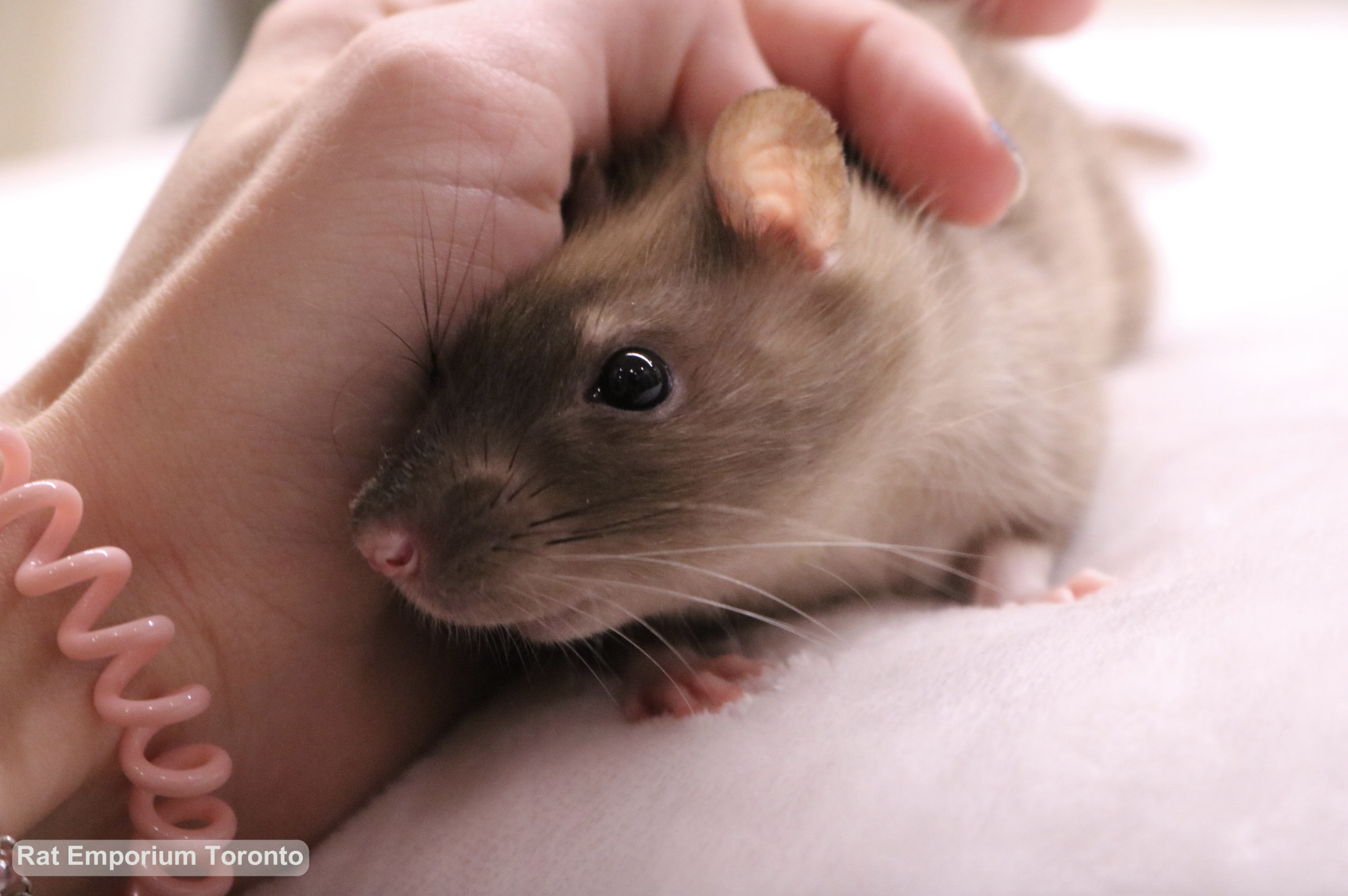 black eyed sable rat - born and raised at the Rat Emporium Toronto - rat breeder Toronto - adopt pet rats - learn about rats