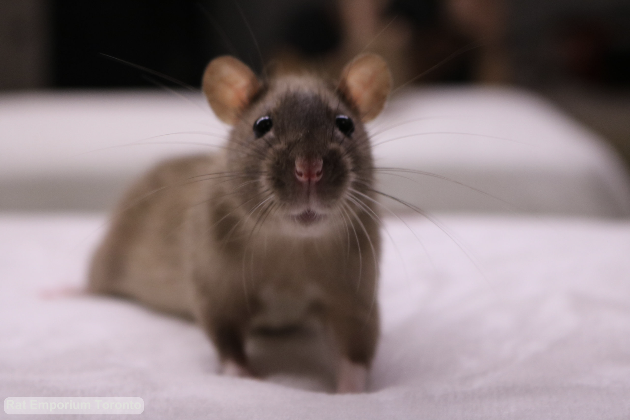 black eyed sable rat - born and raised at the Rat Emporium Toronto - rat breeder Toronto - adopt pet rats - learn about rats