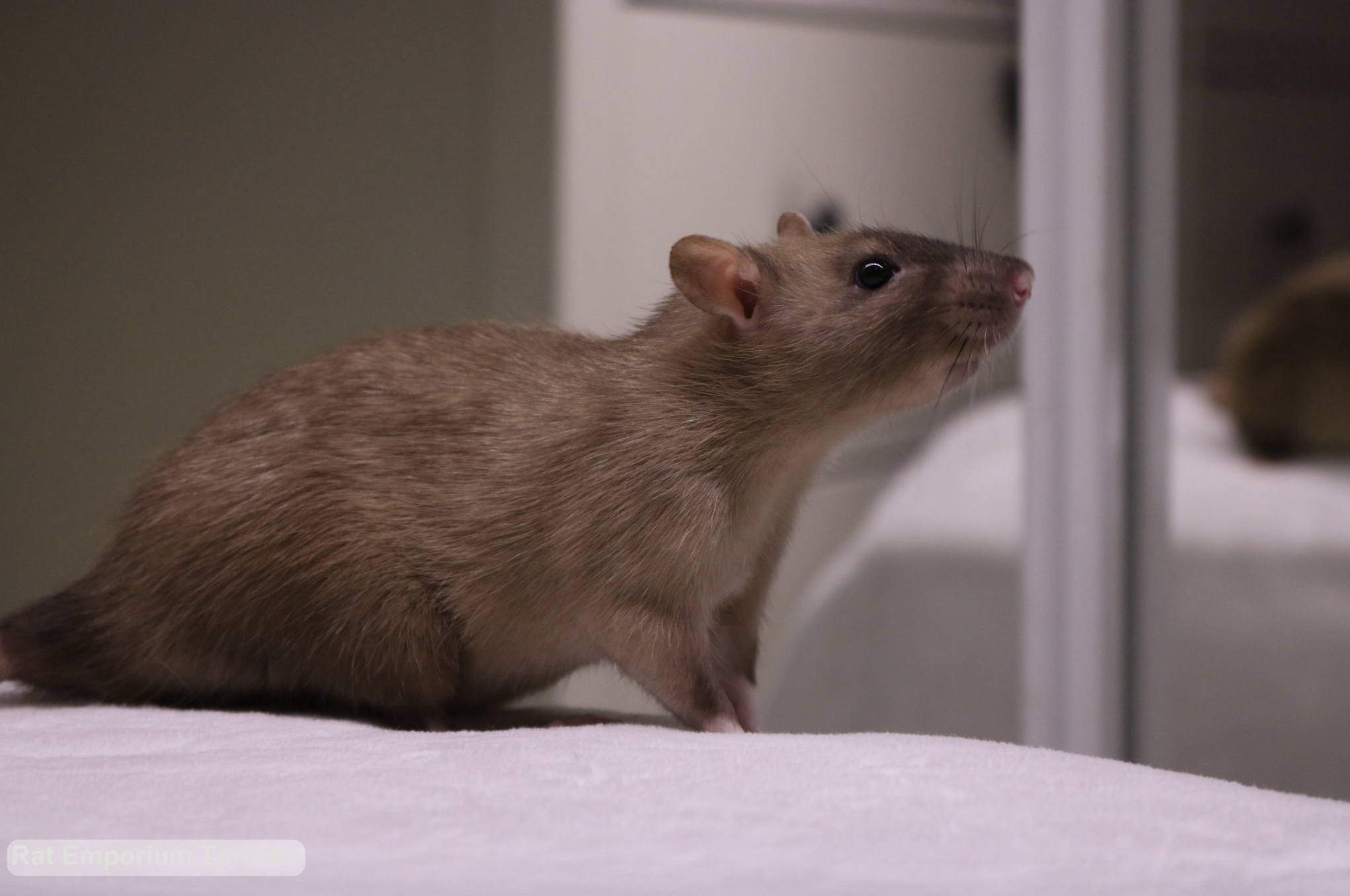 black eyed sable rat - born and raised at the Rat Emporium Toronto - rat breeder Toronto - adopt pet rats - learn about rats