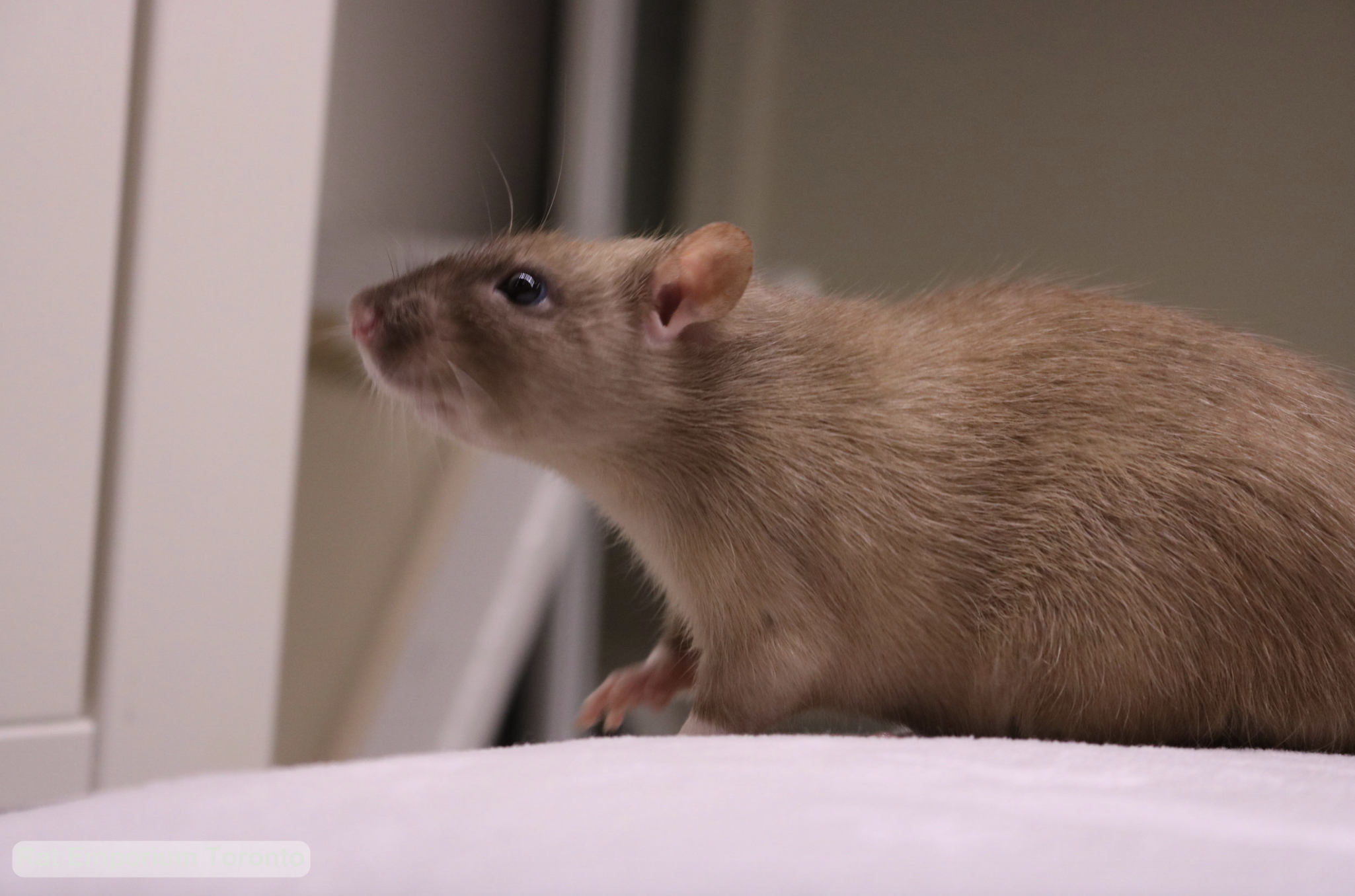 black eyed sable rat - born and raised at the Rat Emporium Toronto - rat breeder Toronto - adopt pet rats - learn about rats