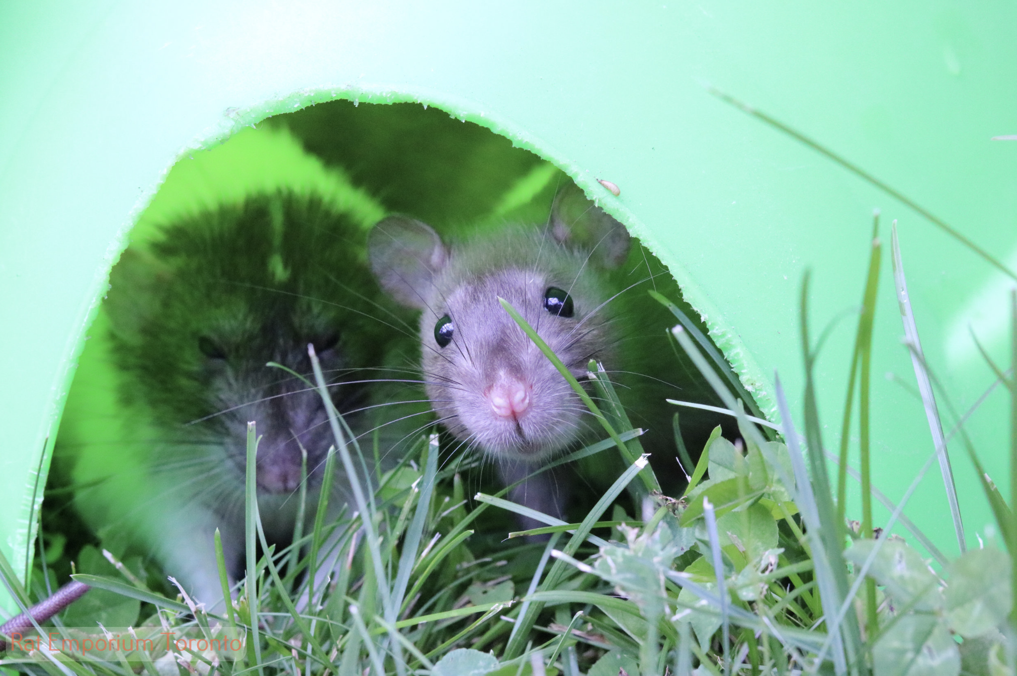 black eyed sable rat - born and raised at the Rat Emporium Toronto - rat breeder Toronto - adopt pet rats - learn about rats