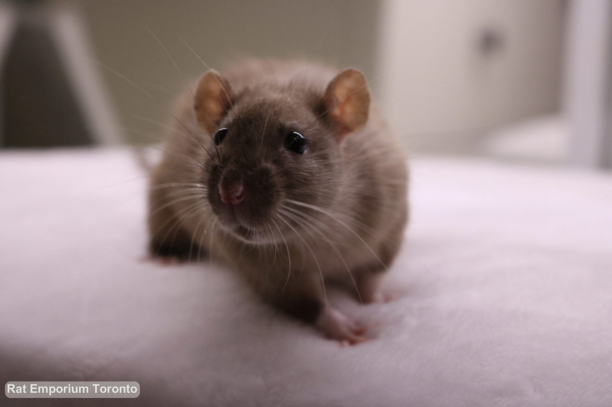 black eyed sable rat - born and raised at the Rat Emporium Toronto - rat breeder Toronto - adopt pet rats - learn about rats