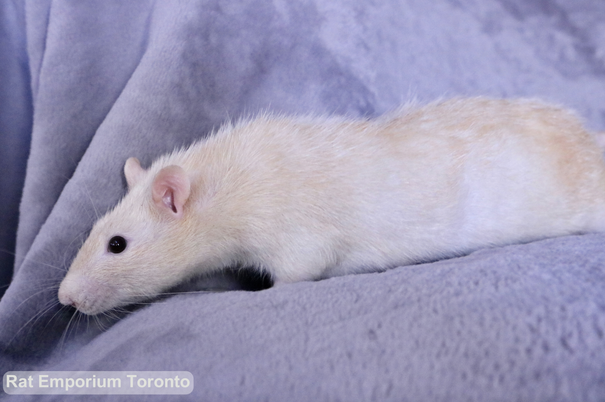 Adopt pet rats Toronto - born and raised at the Rat Emporium - adopt pet rats Toronto