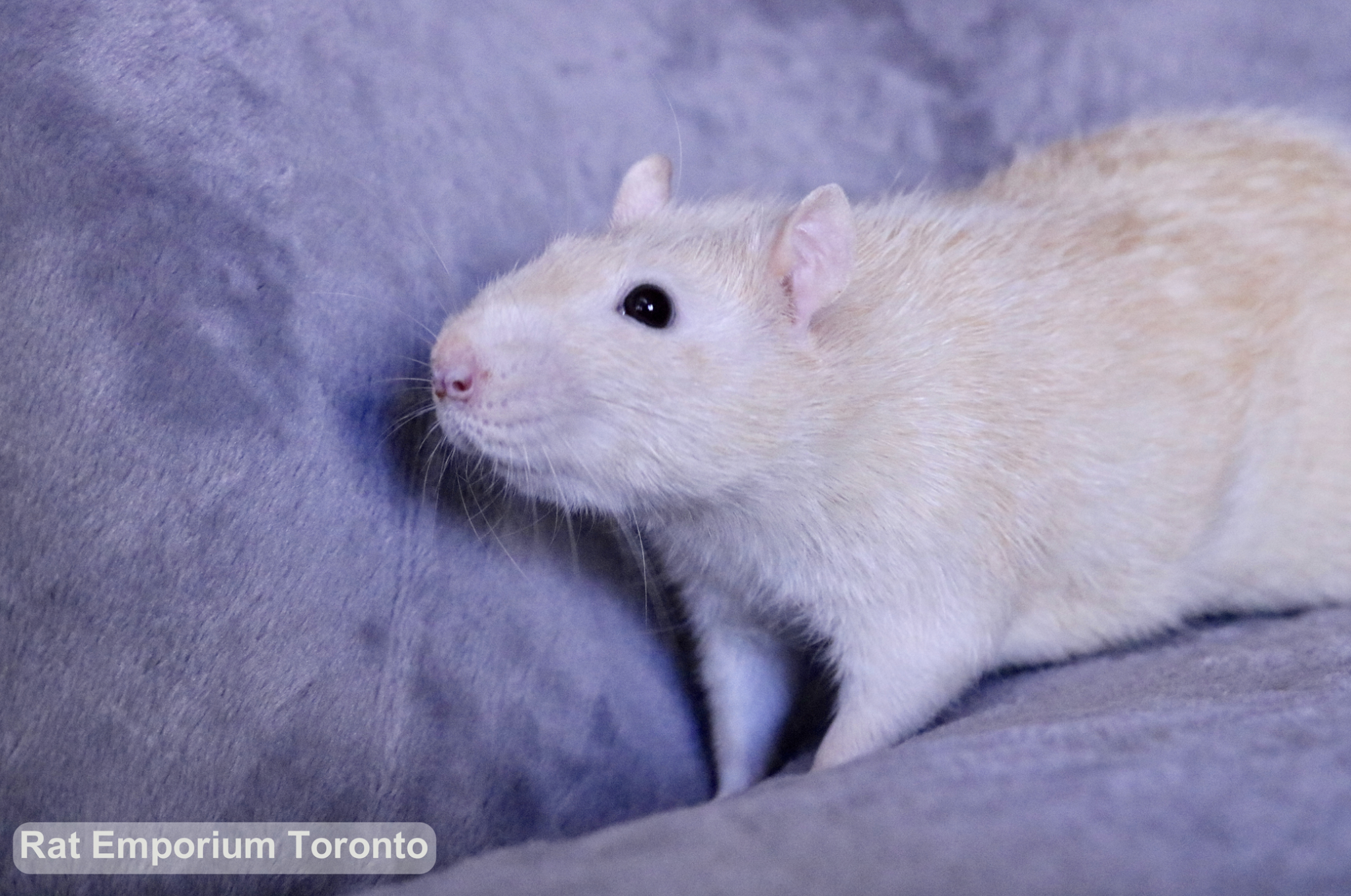 Adopt pet rats Toronto - born and raised at the Rat Emporium - adopt pet rats Toronto