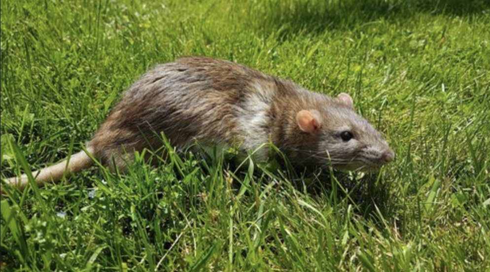 cinnamon variegated downunder rat - born and raised at the Rat Emporium Toronto - rat breeder - adopt pet rats Toronto Ontario 