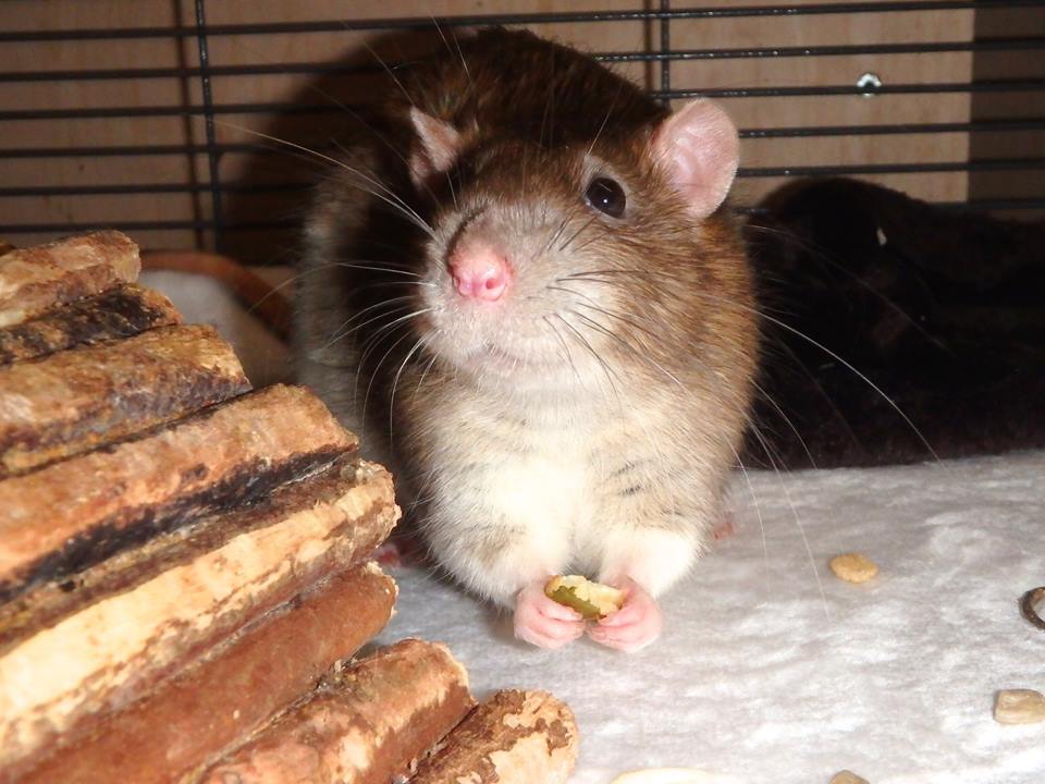 cinnamon variegated downunder rat - born and raised at the Rat Emporium Toronto - rat breeder - adopt pet rats Toronto Ontario 