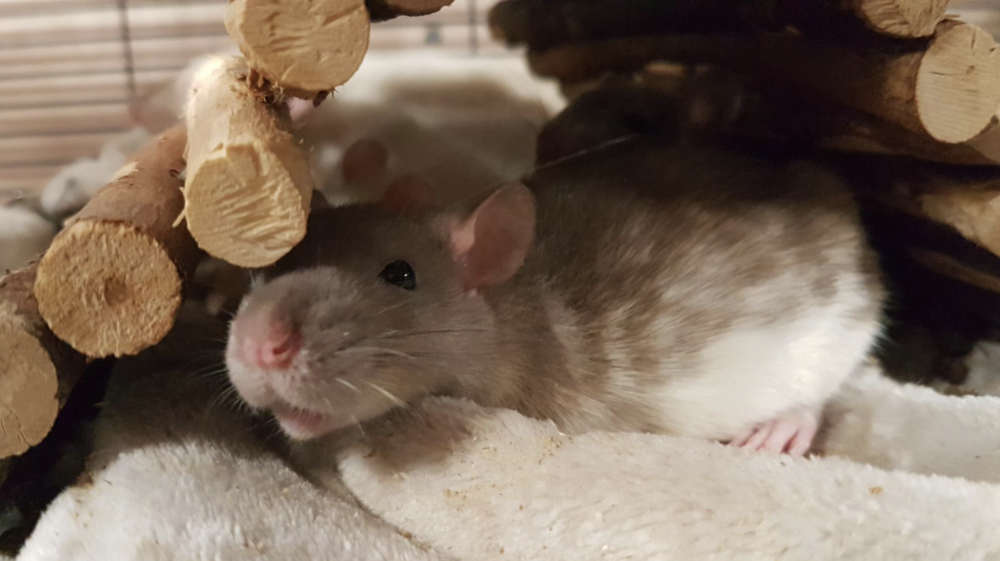 cinnamon variegated downunder rat - born and raised at the Rat Emporium Toronto - rat breeder - adopt pet rats Toronto Ontario 