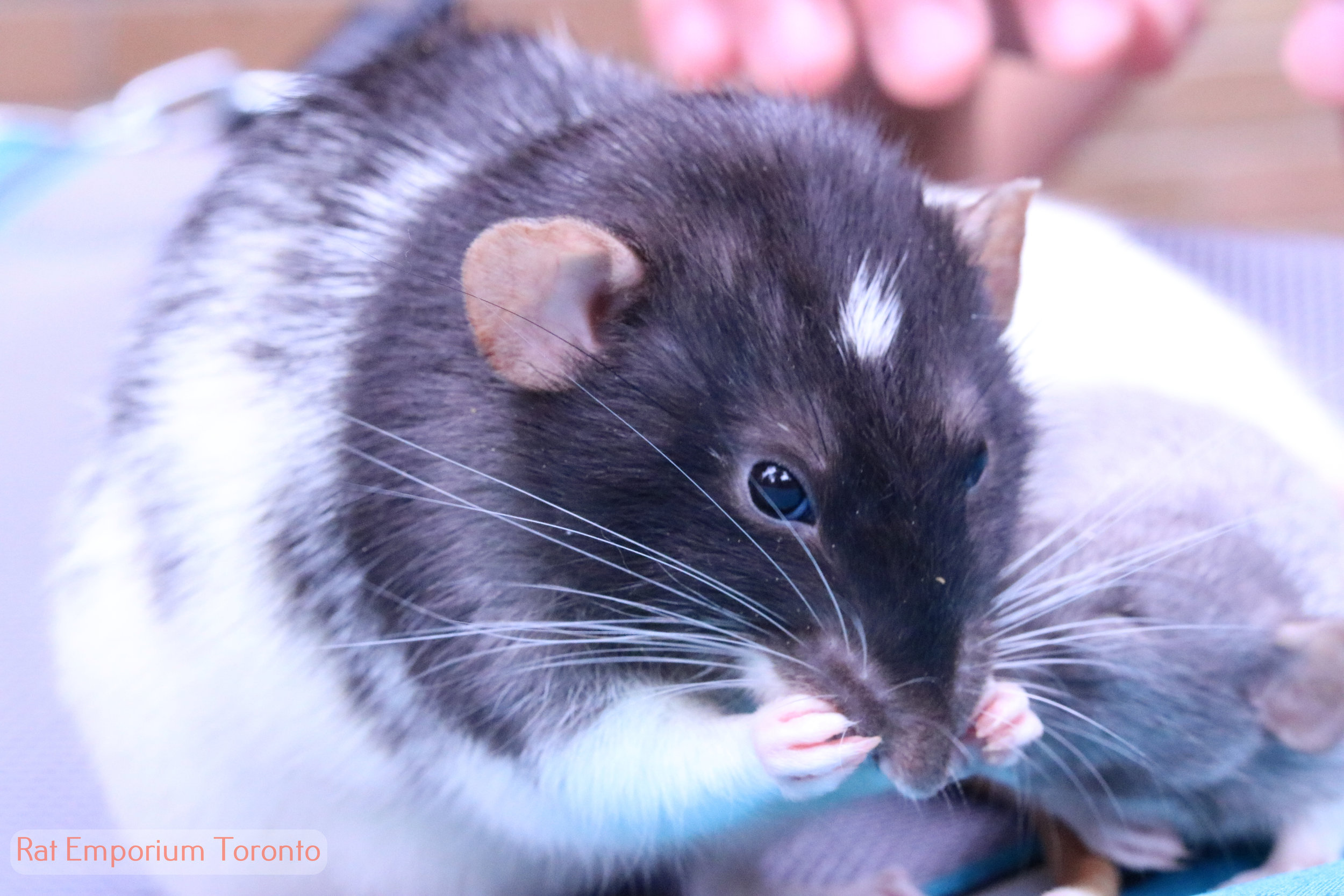 black and white variegated dumbo rat - born and raised at the Rat Emporium Toronto - rat breeder Toronto - adopt pet rats - learn about rats