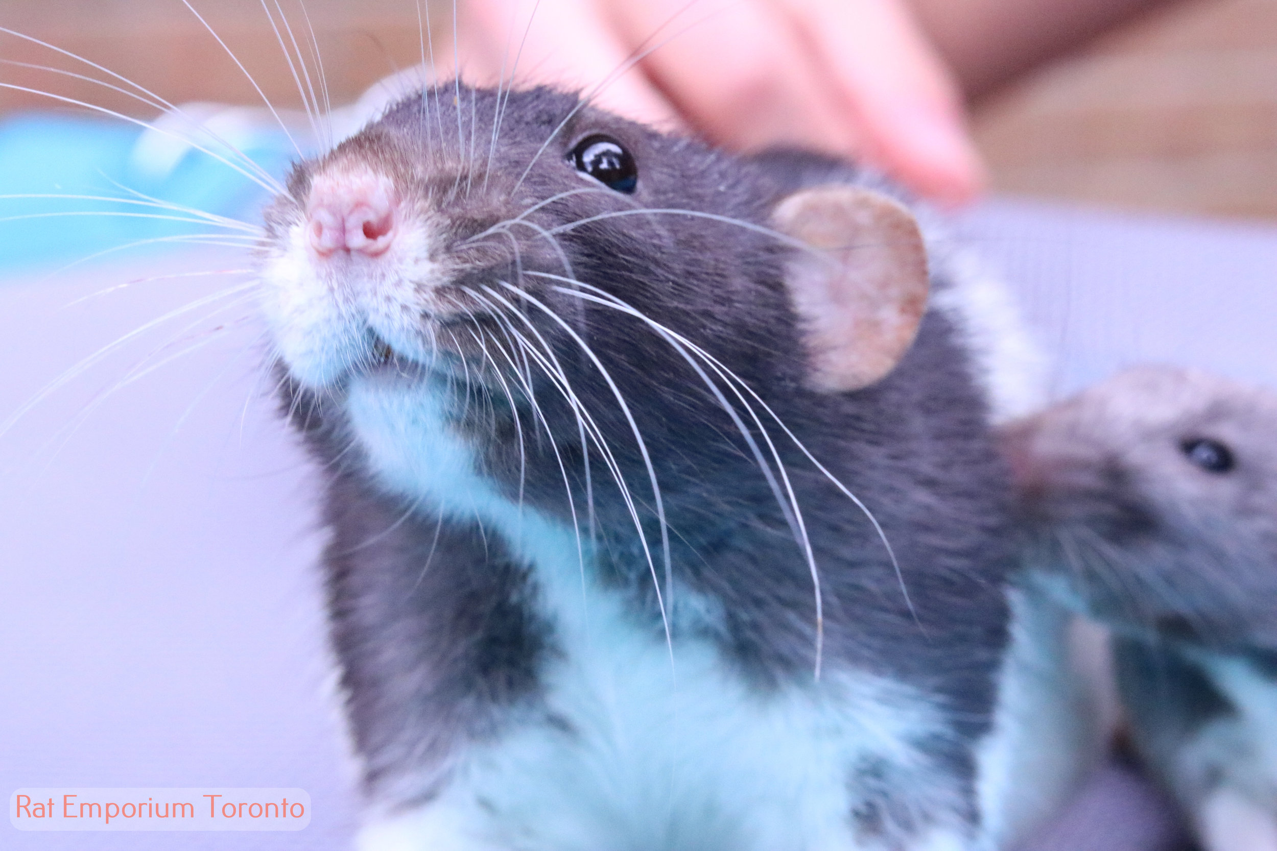 black and white variegated dumbo rat - born and raised at the Rat Emporium Toronto - rat breeder Toronto - adopt pet rats - learn about rats