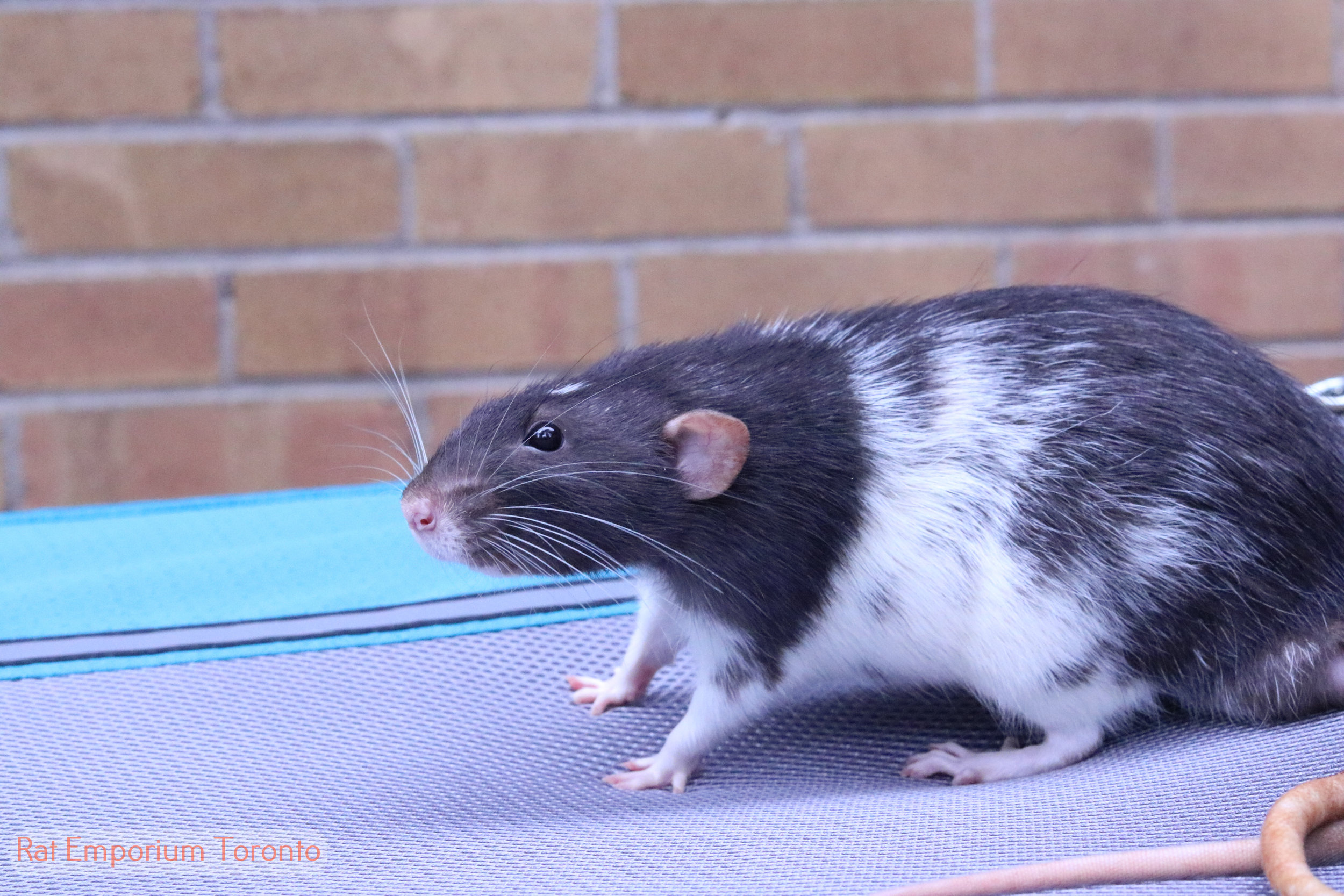 black and white variegated dumbo rat - born and raised at the Rat Emporium Toronto - rat breeder Toronto - adopt pet rats - learn about rats