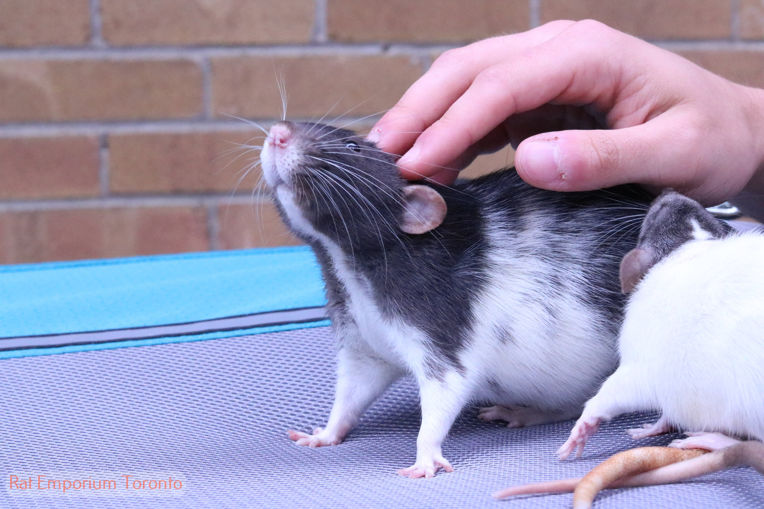 black and white variegated dumbo rat - born and raised at the Rat Emporium Toronto - rat breeder Toronto - adopt pet rats - learn about rats