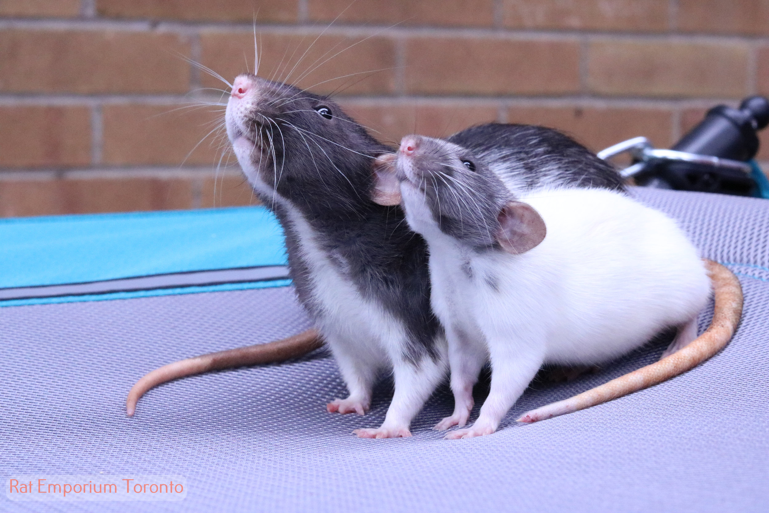 black and white variegated dumbo rat - born and raised at the Rat Emporium Toronto - rat breeder Toronto - adopt pet rats - learn about rats