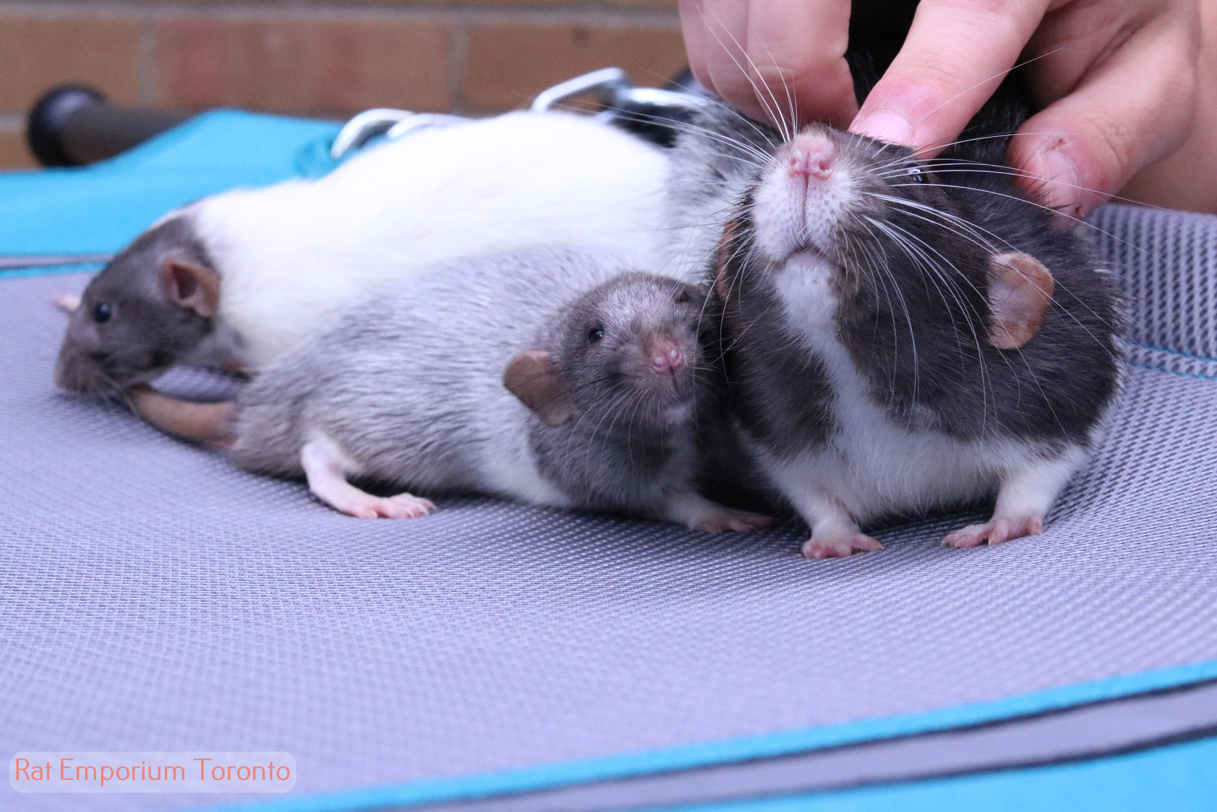 black and white variegated dumbo rat - born and raised at the Rat Emporium Toronto - rat breeder Toronto - adopt pet rats - learn about rats