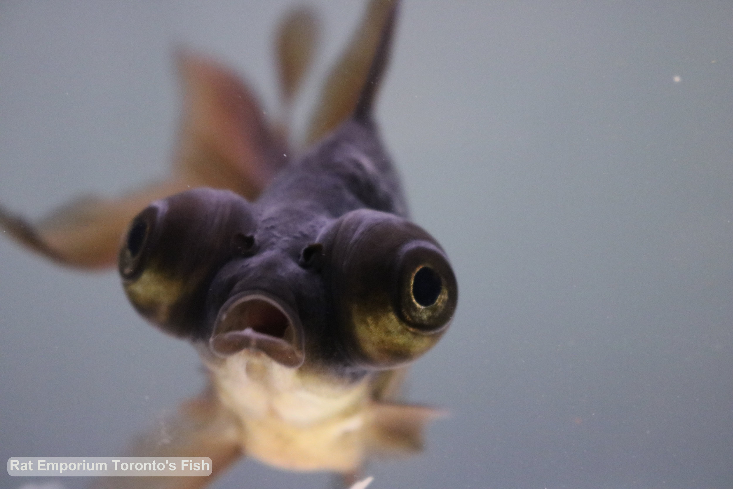 Marvin - black moore goldfish - raised at the Rat Emporium Toronto - pet goldfish