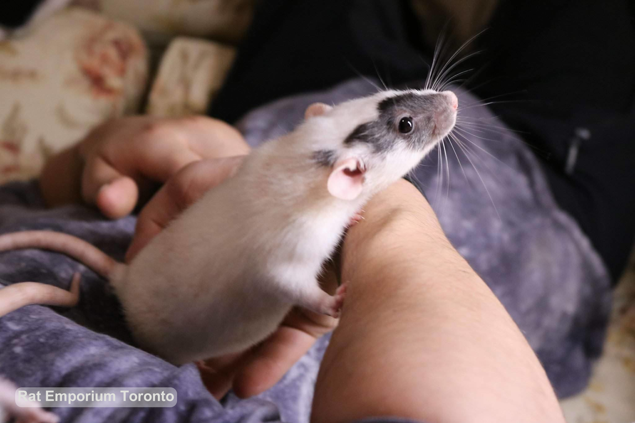 black and white dumbo and standard rats - born and raised at the Rat Emporium Toronto - rat breeder Toronto - adopt pet rats - learn about rats