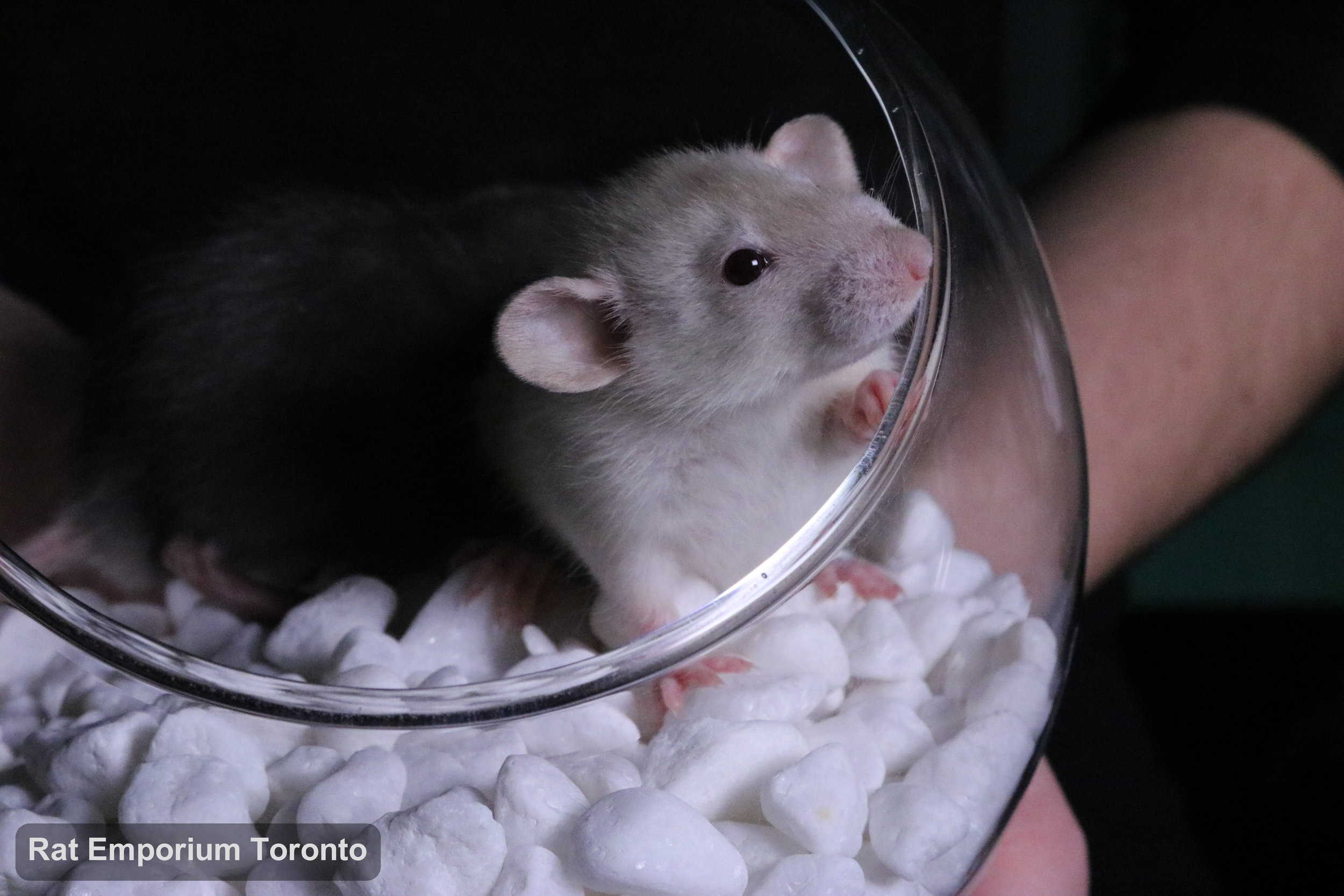 mink, siamese, black and agouti silvermane dumbo rats - born and raised at the Rat Emporium Toronto - pet rat breeder