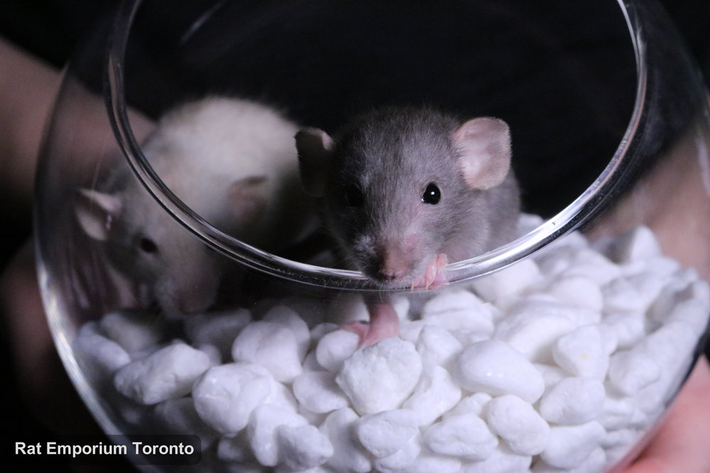 mink, siamese, black and agouti silvermane dumbo rats - born and raised at the Rat Emporium Toronto - pet rat breeder