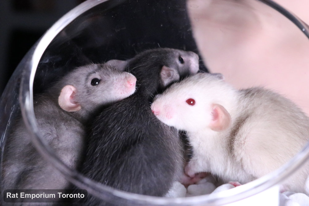 mink, siamese, black and agouti silvermane dumbo rats - born and raised at the Rat Emporium Toronto - pet rat breeder