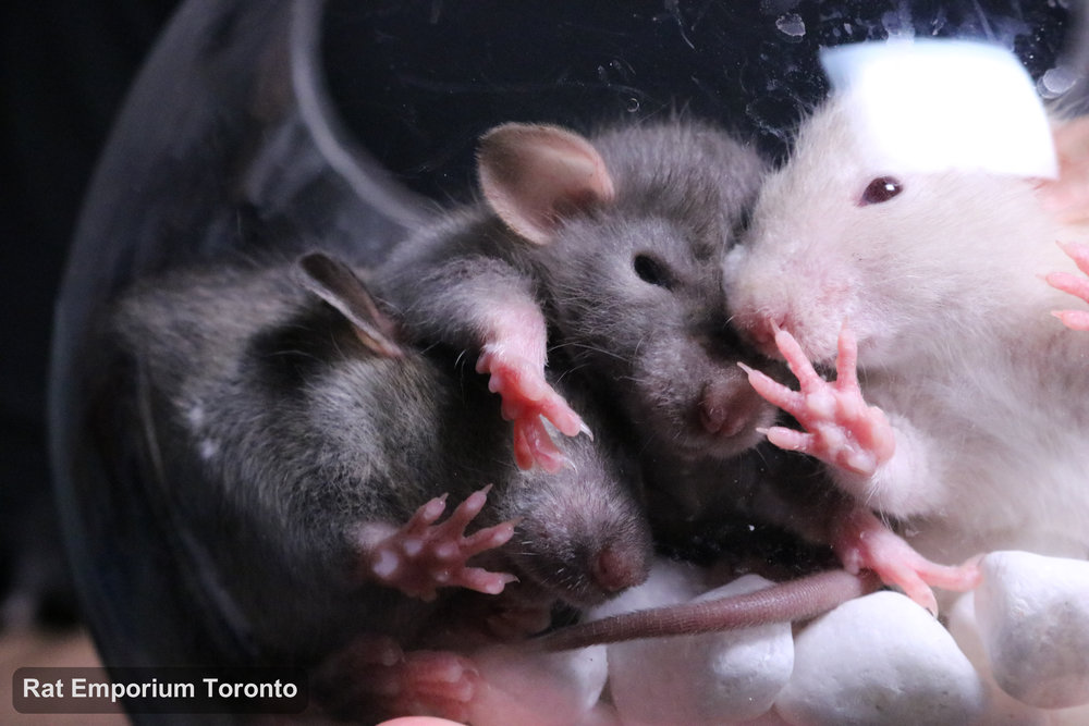 mink, siamese, black and agouti silvermane dumbo rats - born and raised at the Rat Emporium Toronto - pet rat breeder