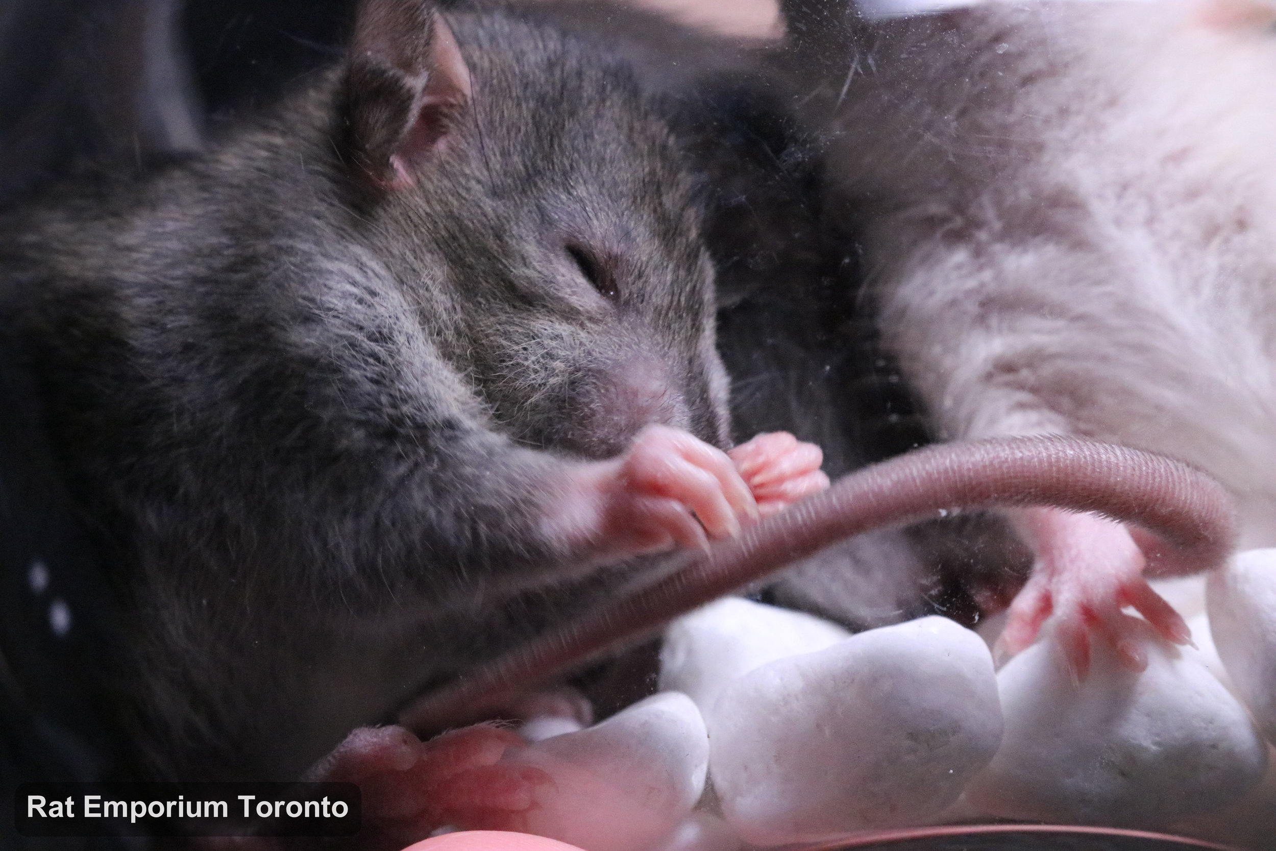 mink, siamese, black and agouti silvermane dumbo rats - born and raised at the Rat Emporium Toronto - pet rat breeder