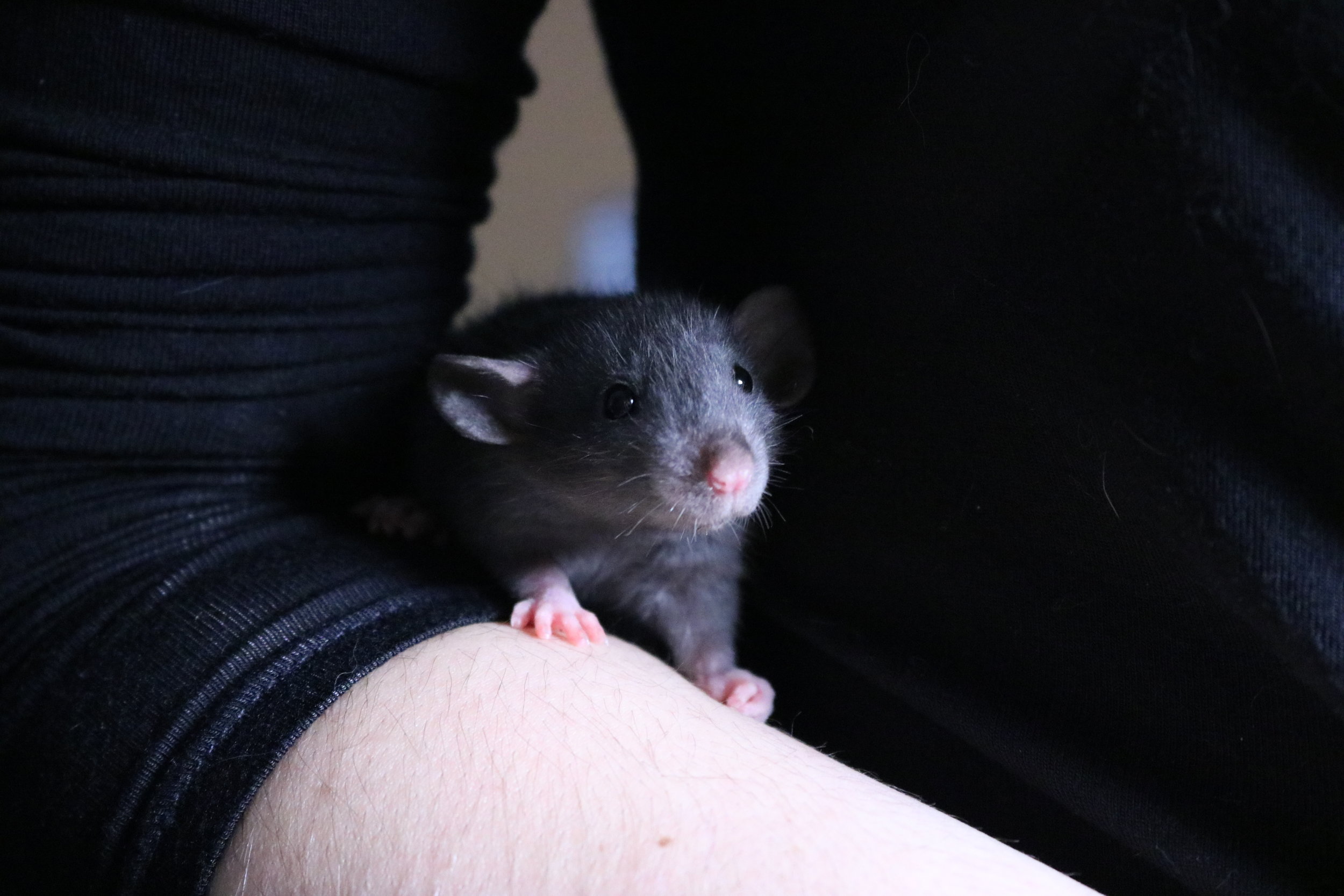 mink, siamese, black and agouti silvermane dumbo rats - born and raised at the Rat Emporium Toronto - pet rat breeder
