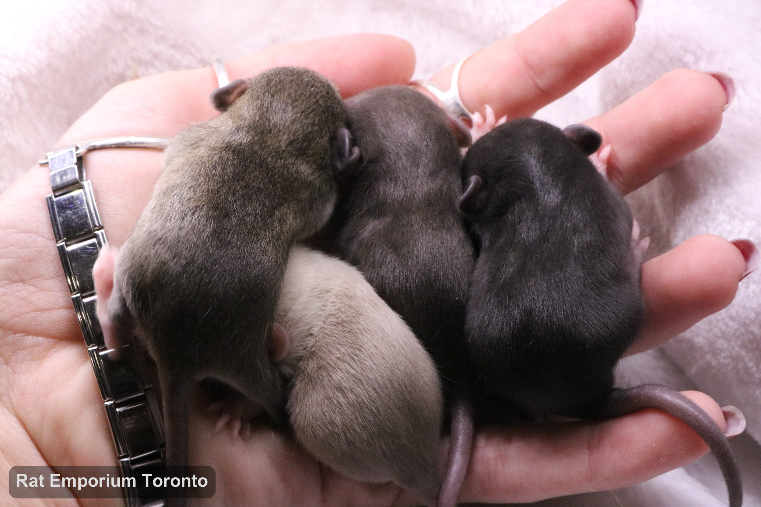 The new litter and the new pairing!