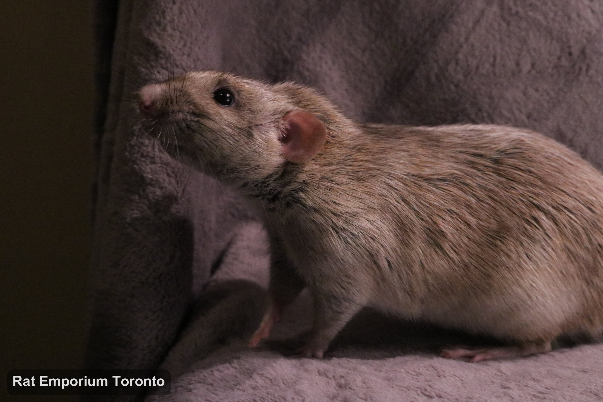 Trace, my silvermane agouti dumbo rat - born and raised at the Rat Emporium Toronto - adopt pet rats - rat breeder