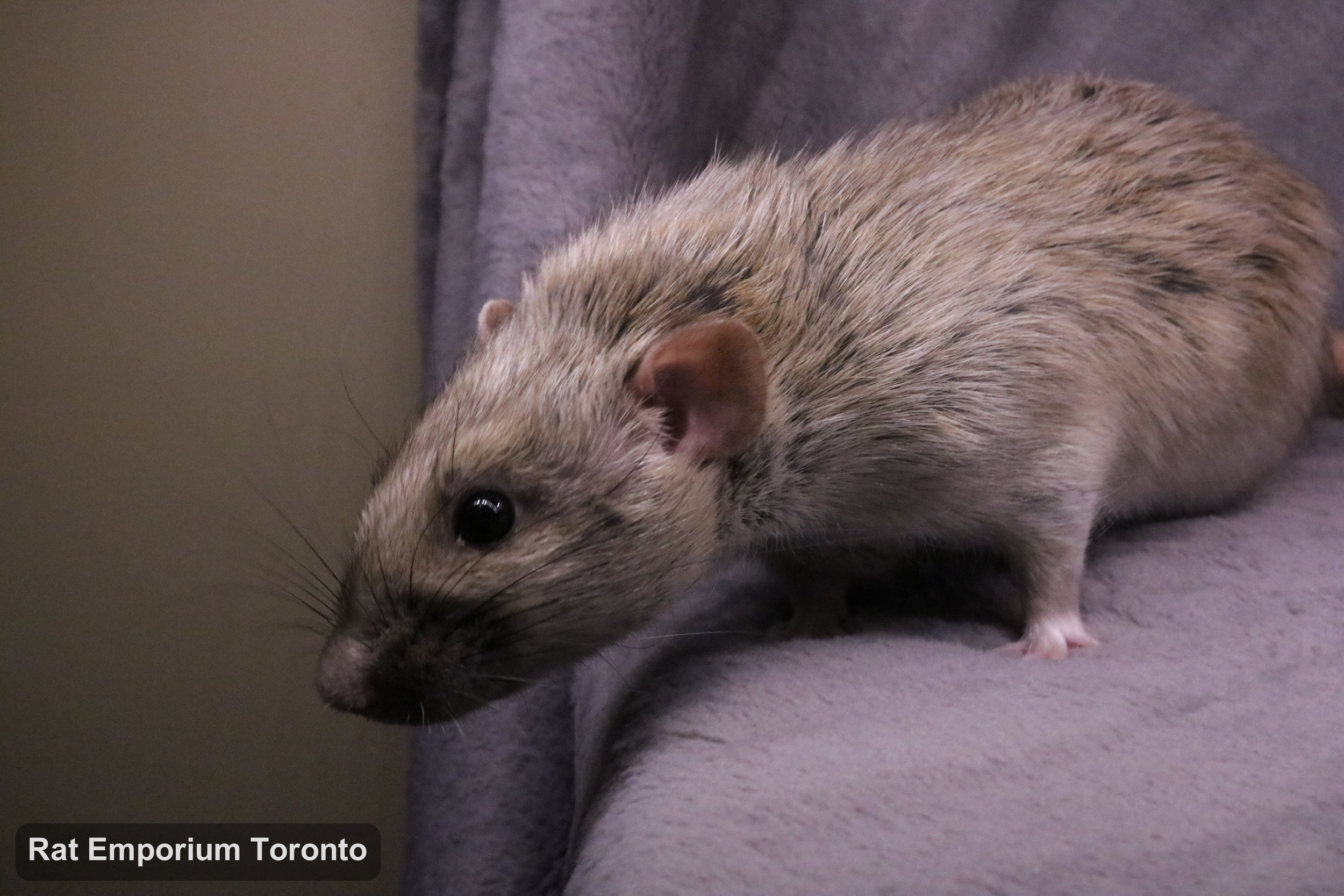 Trace, my silvermane agouti dumbo rat - born and raised at the Rat Emporium Toronto - adopt pet rats - rat breeder
