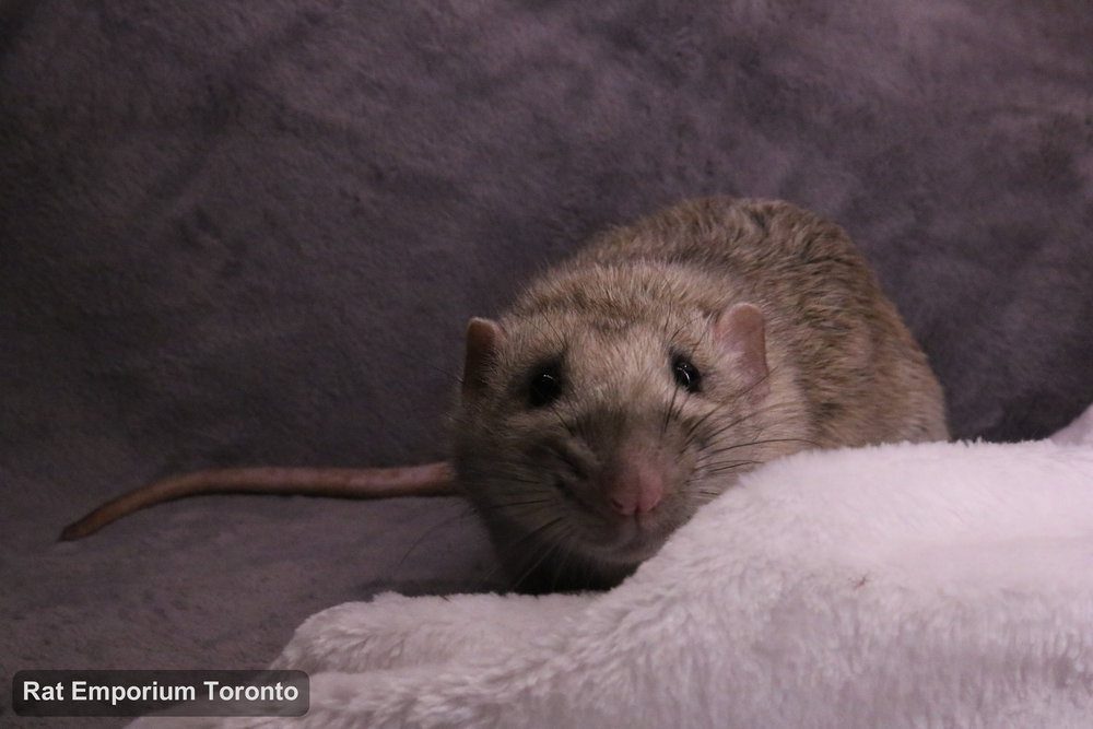 Trace, my silvermane agouti dumbo rat - born and raised at the Rat Emporium Toronto - adopt pet rats - rat breeder