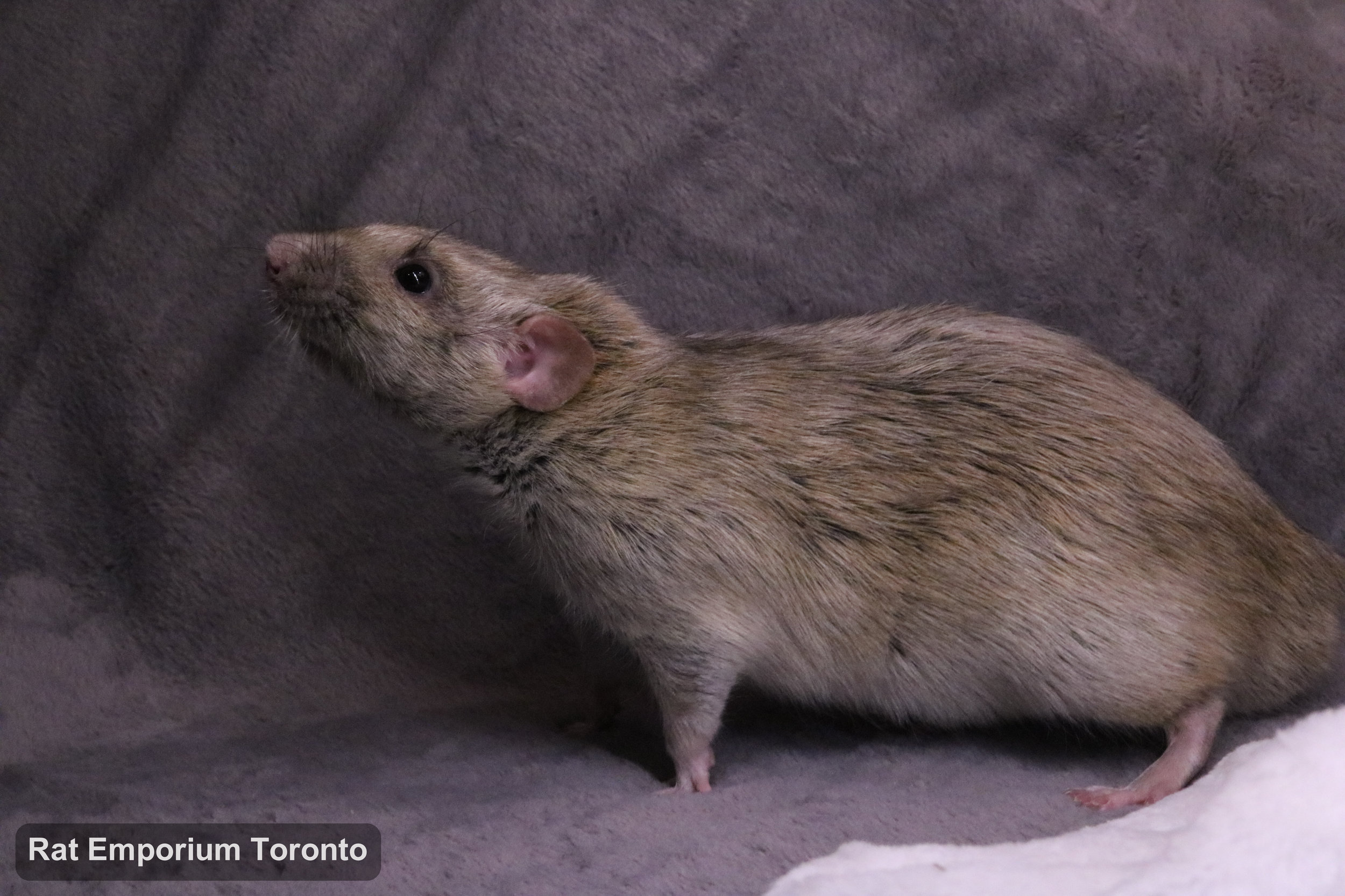 Trace, my silvermane agouti dumbo rat - born and raised at the Rat Emporium Toronto - adopt pet rats - rat breeder