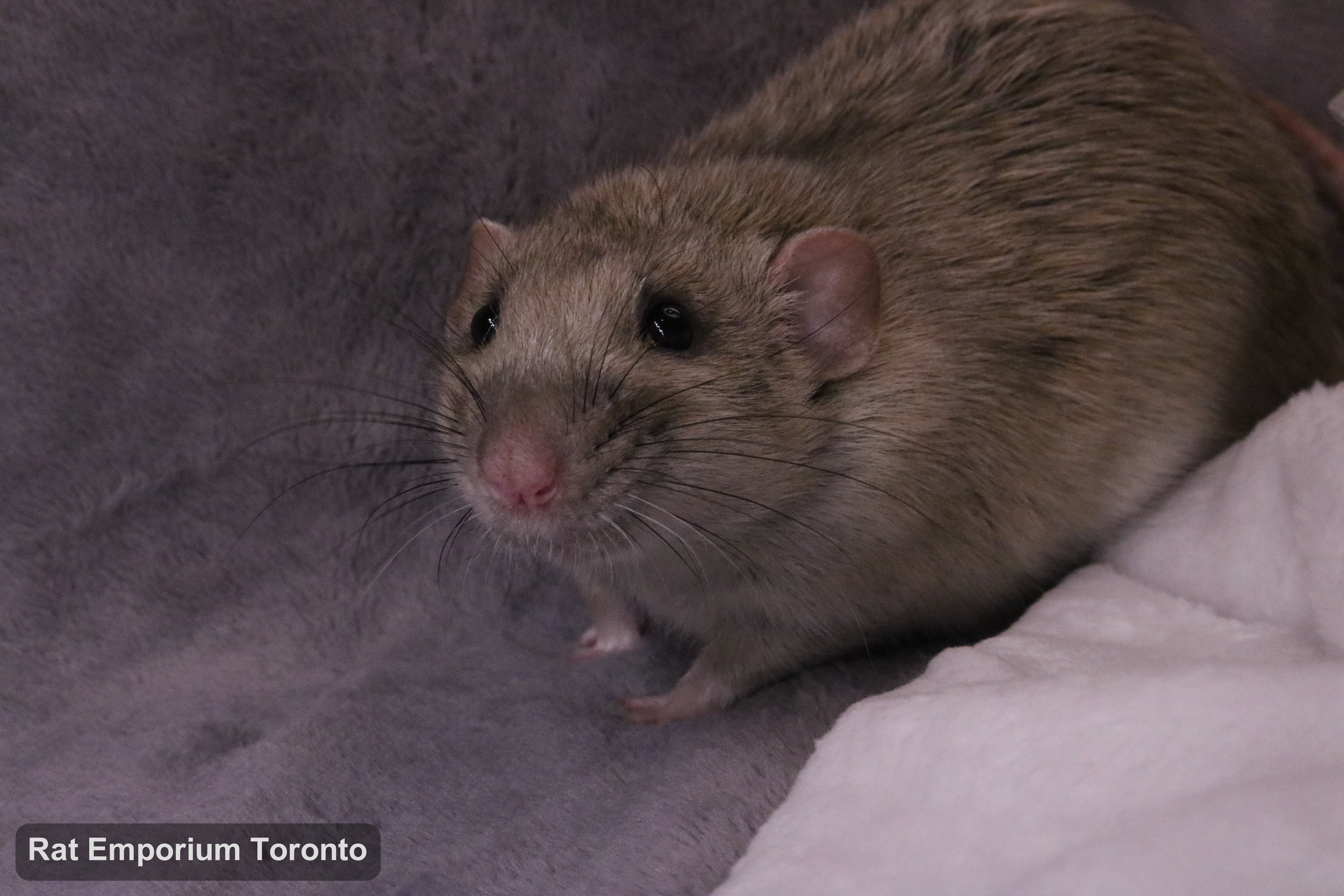 Trace, my silvermane agouti dumbo rat - born and raised at the Rat Emporium Toronto - adopt pet rats - rat breeder