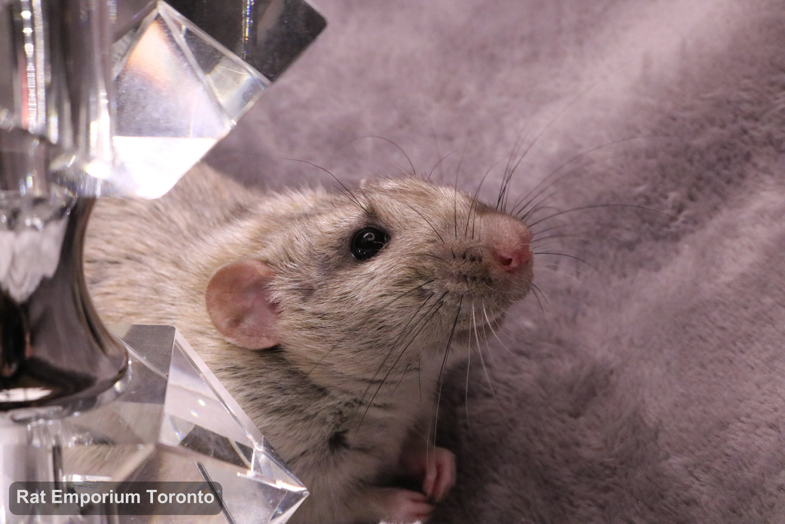 Trace, my silvermane agouti dumbo rat - born and raised at the Rat Emporium Toronto - adopt pet rats - rat breeder
