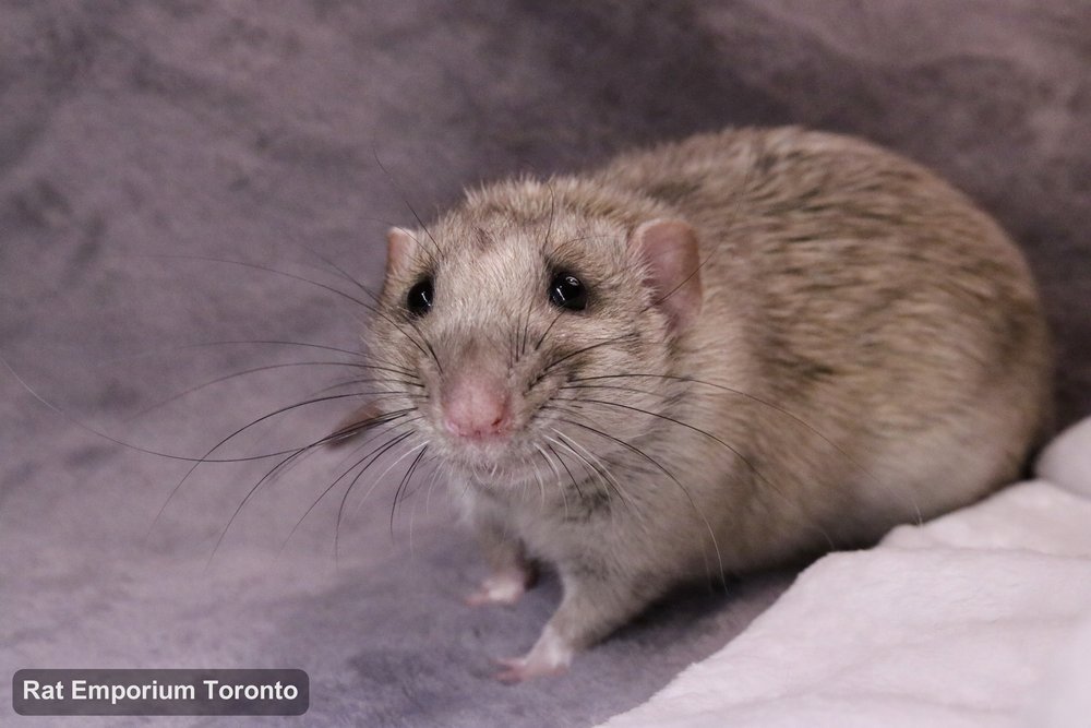 Trace, my silvermane agouti dumbo rat - born and raised at the Rat Emporium Toronto - adopt pet rats - rat breeder