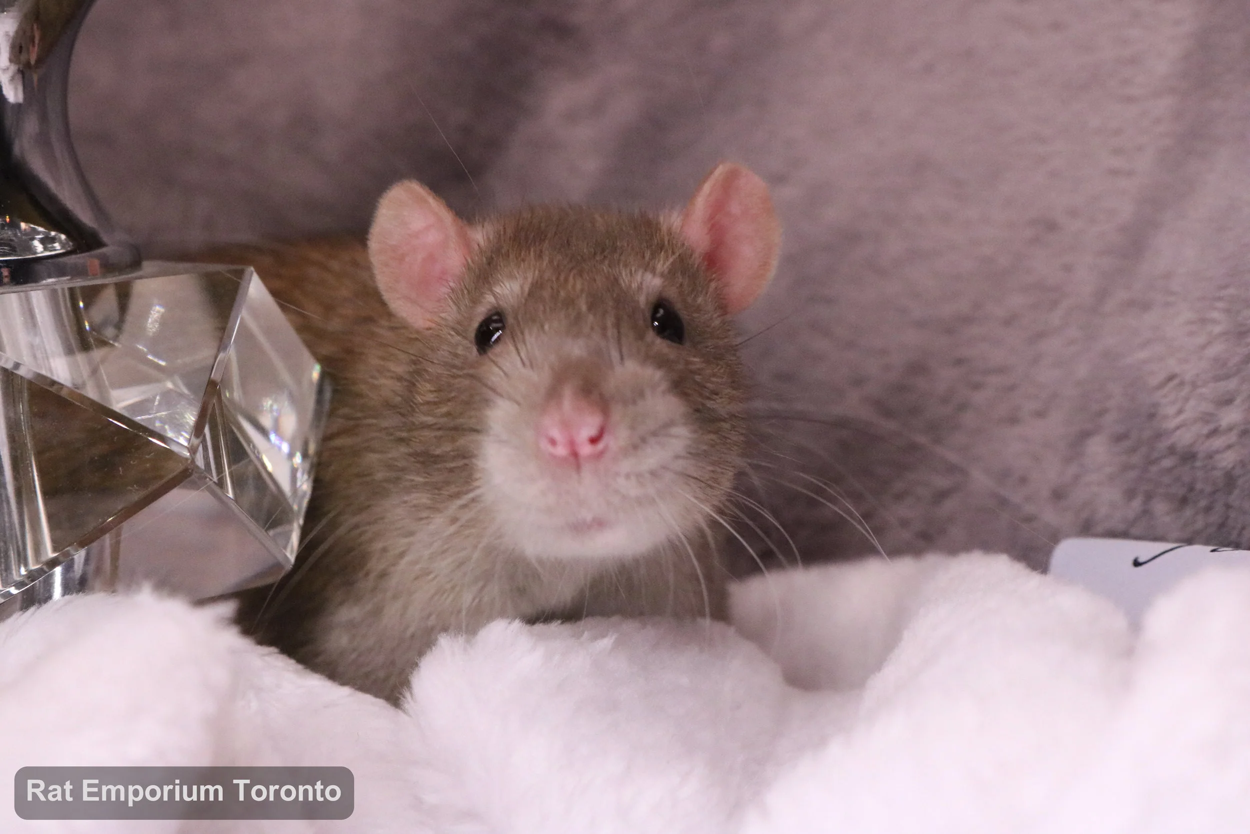 top eared rat