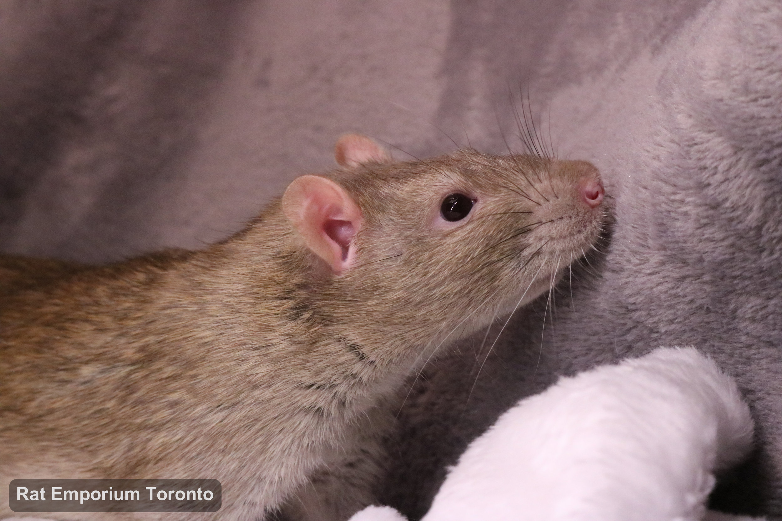Crisp, my cinnamon top eared rat - born and raised at the Rat Emporium Toronto - adopt pet rats - rat breeder