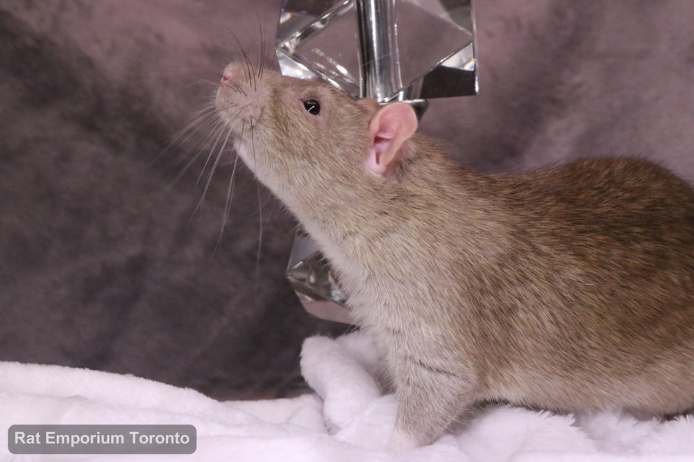 Crisp, my cinnamon top eared rat - born and raised at the Rat Emporium Toronto - adopt pet rats - rat breeder