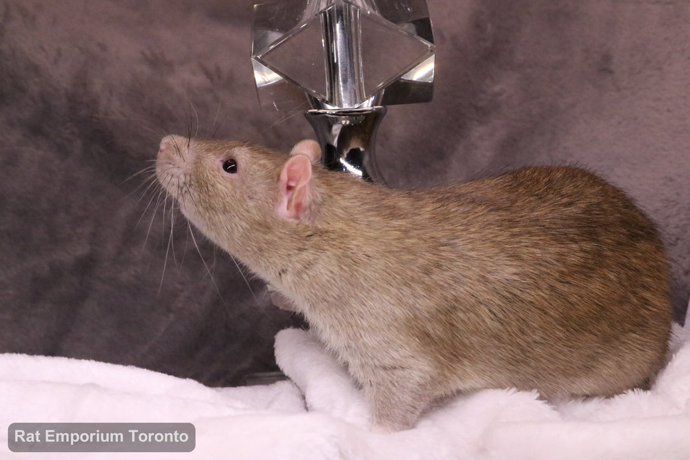 Crisp, my cinnamon top eared rat - born and raised at the Rat Emporium Toronto - adopt pet rats - rat breeder