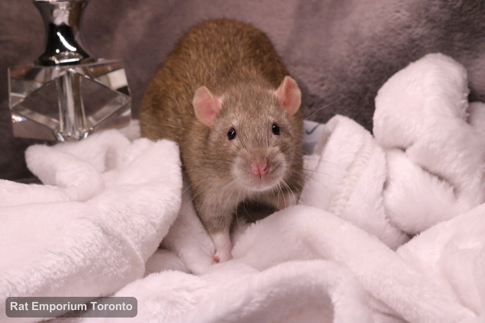 Crisp, my cinnamon top eared rat - born and raised at the Rat Emporium Toronto - adopt pet rats - rat breeder